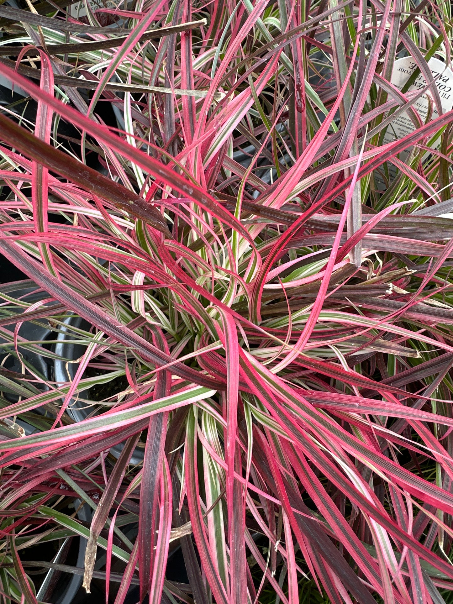 GRASS PENNISETUM FIREWORKS - QUART POT