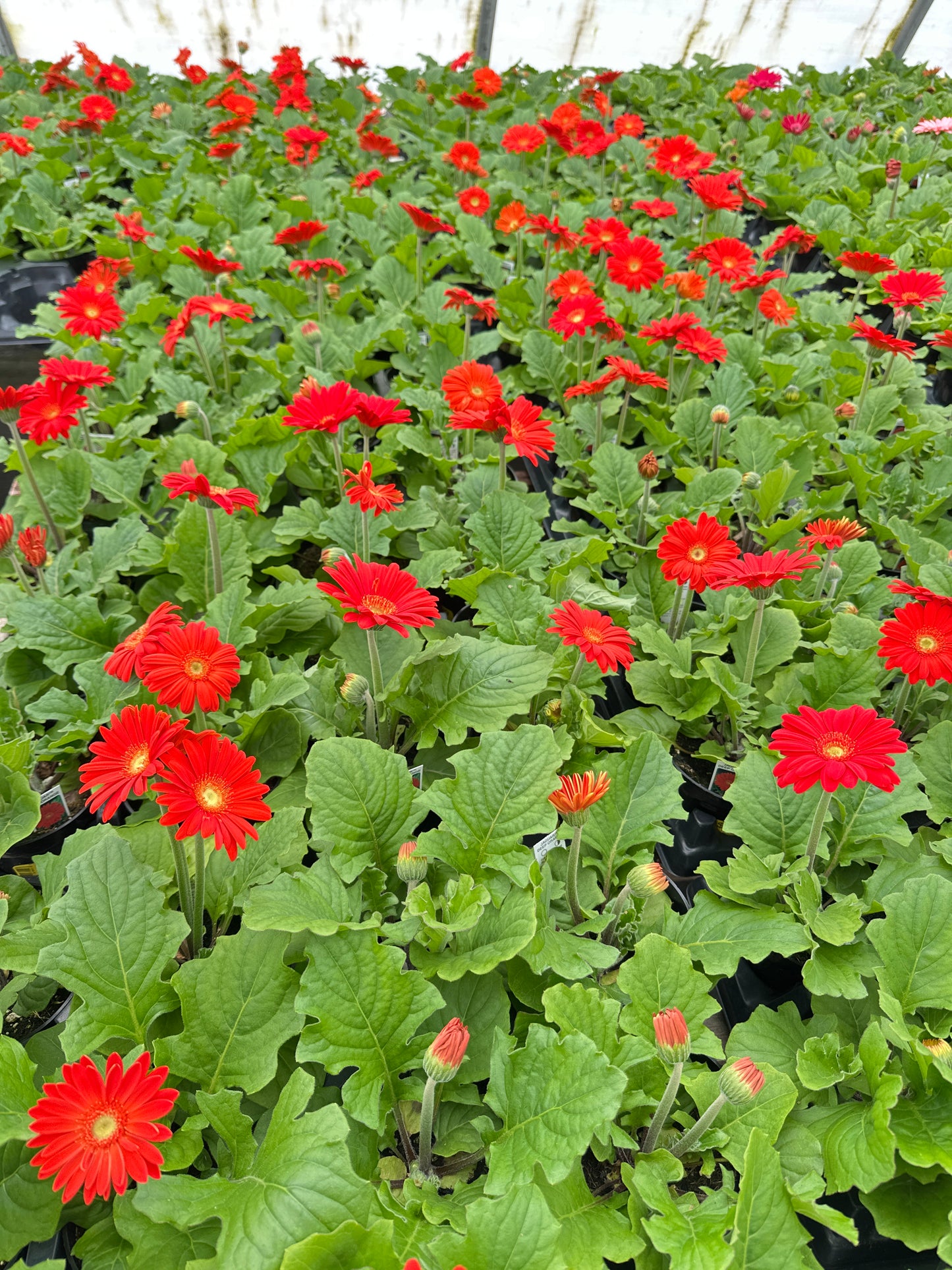 GERBERA JAGUAR DEEP ORANGE - 4'' POT