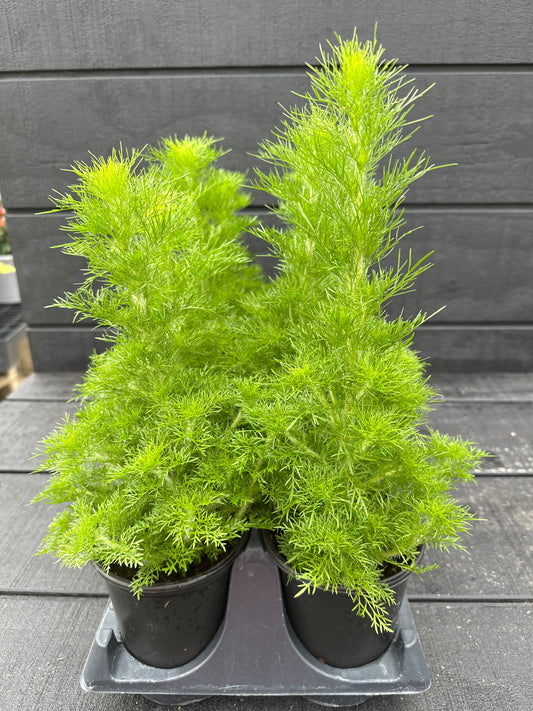 EUPATORIUM ELEGANT FEATHERS - QUART POT