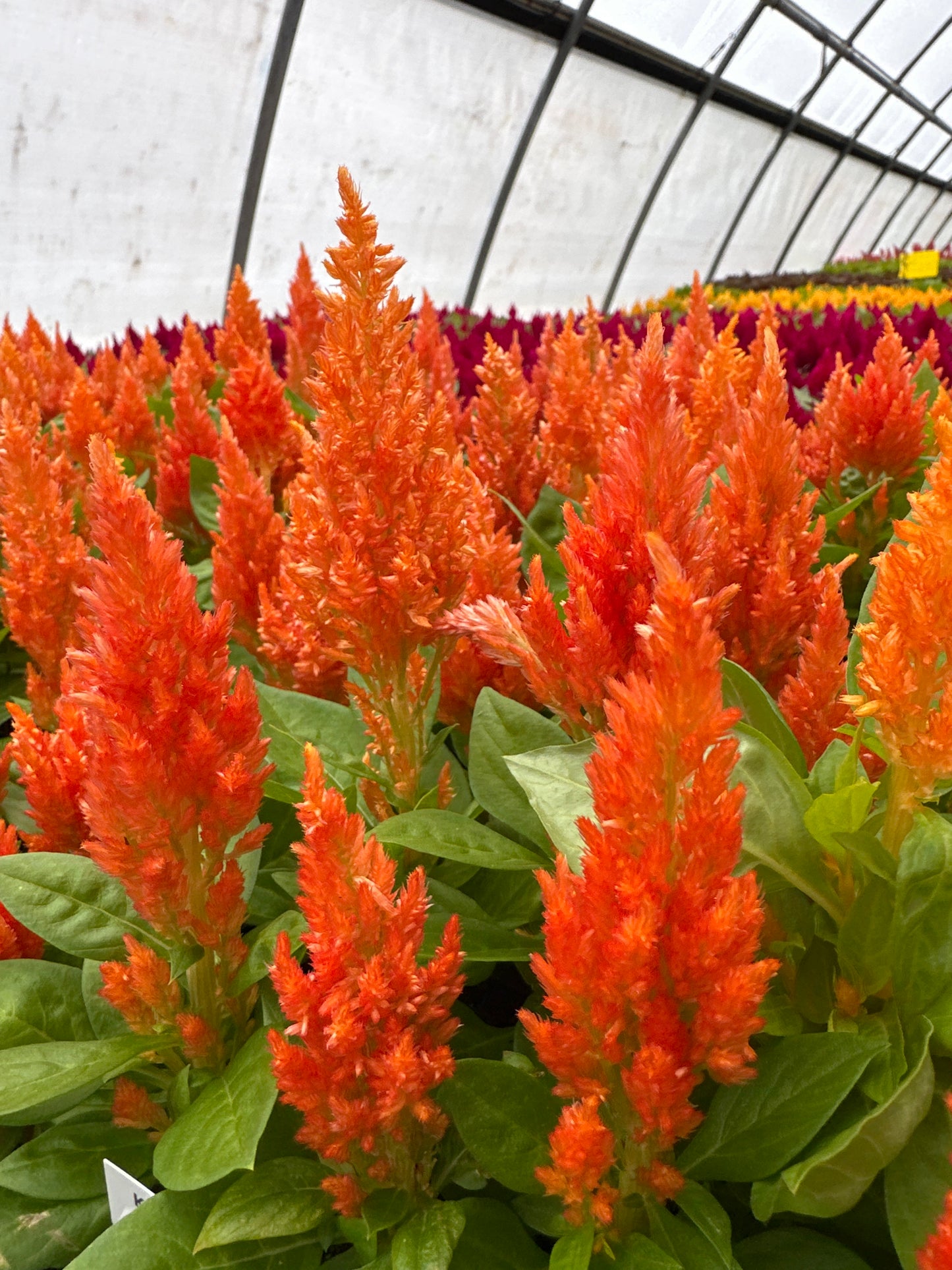 CELOSIA KIMONO ORANGE - FLAT OF 48 PLANTS