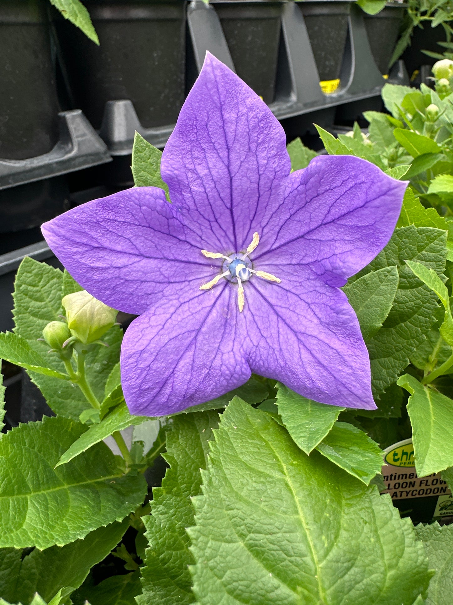 PLATYCODON SENTIMENTAL BLUE BALLOON FLOWER - QUART POT