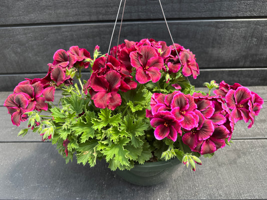 GERANIUM MARTHA WASHINGTON ELEGANCE BURGUNDY - 10" HANGING BASKET