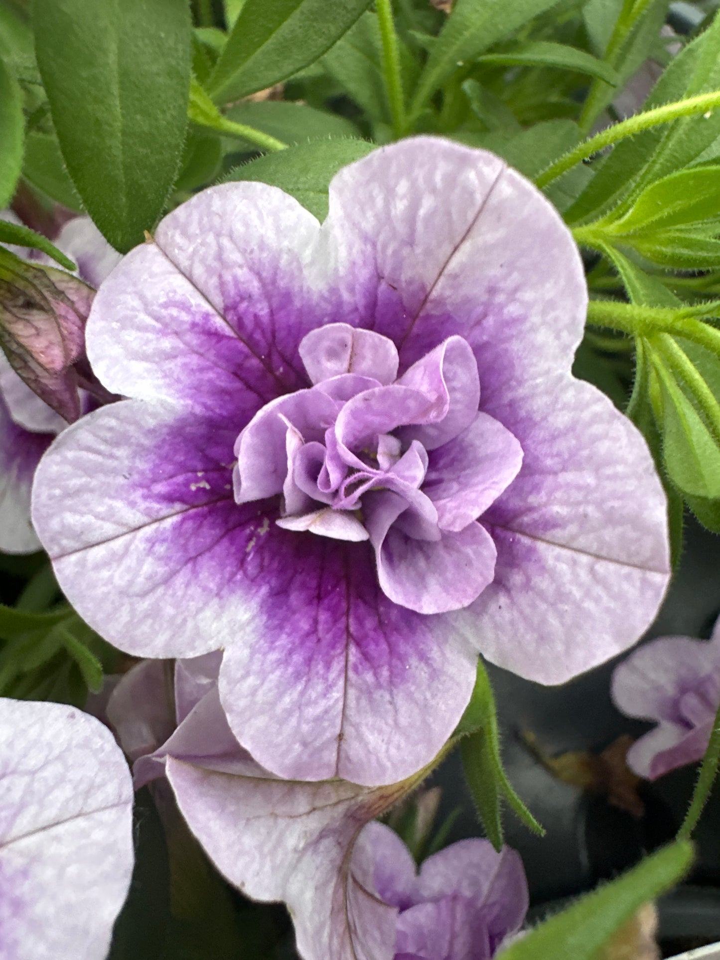 CALIBRACHOA SUPERBELLS DOUBLE TWILIGHT - 4" POT