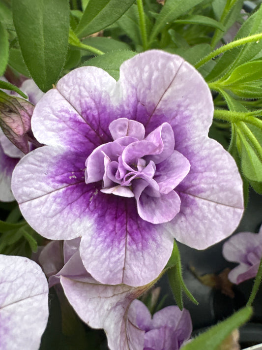 CALIBRACHOA SUPERBELLS DOUBLE TWILIGHT - 4" POT