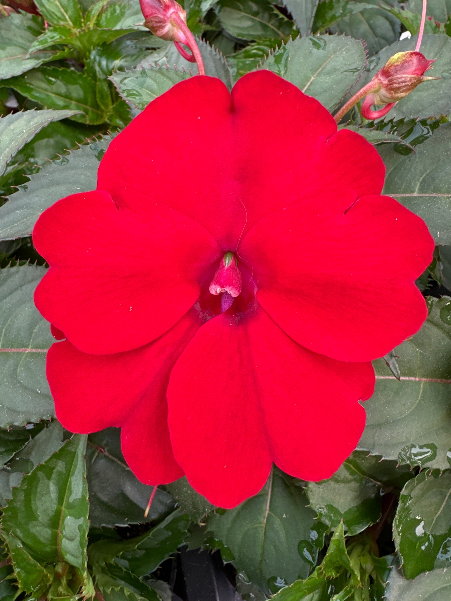 SUNPATIENS COMPACT RED - 4" POT