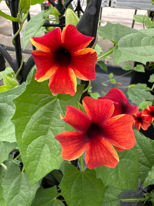 THUNBERGIA SUNNY SUSY AMBER - 1 GALLON WITH TRELLIS