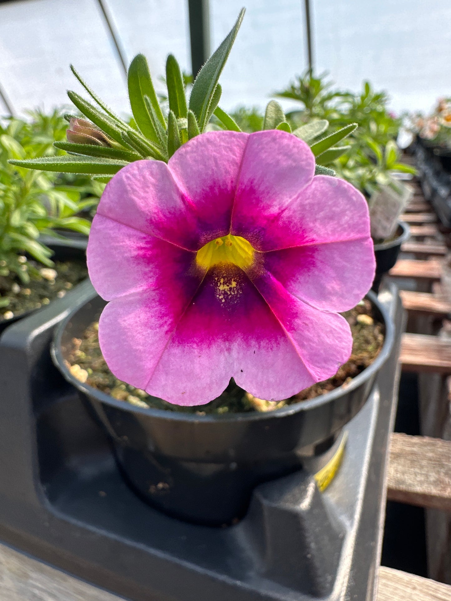 CALIBRACHOA CALILOCO ILLUSION - 4'' POT