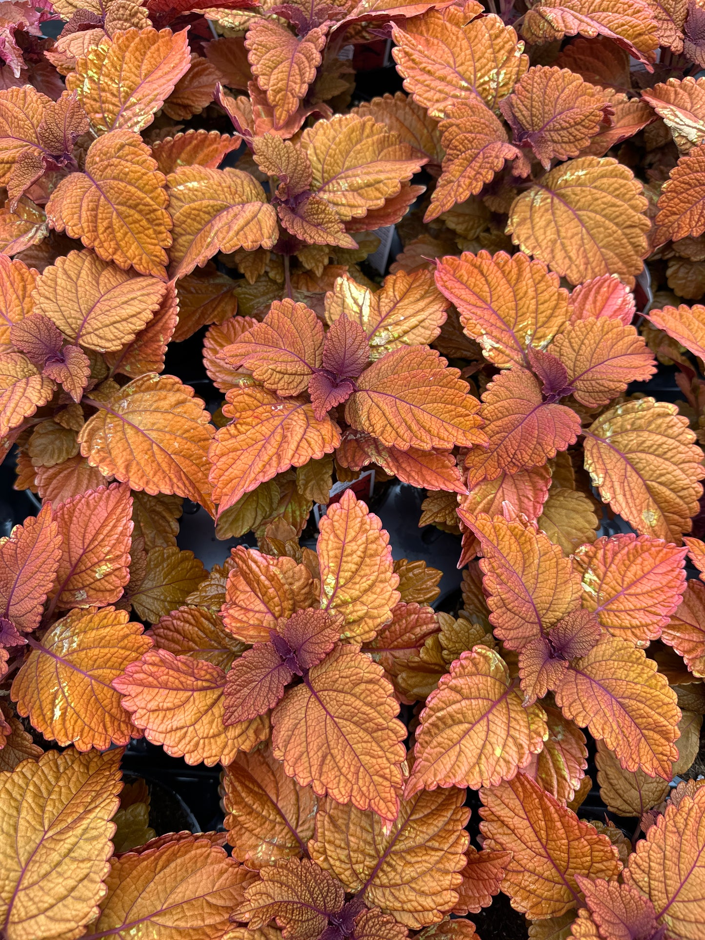 COLEUS INFERNO - 4" POT