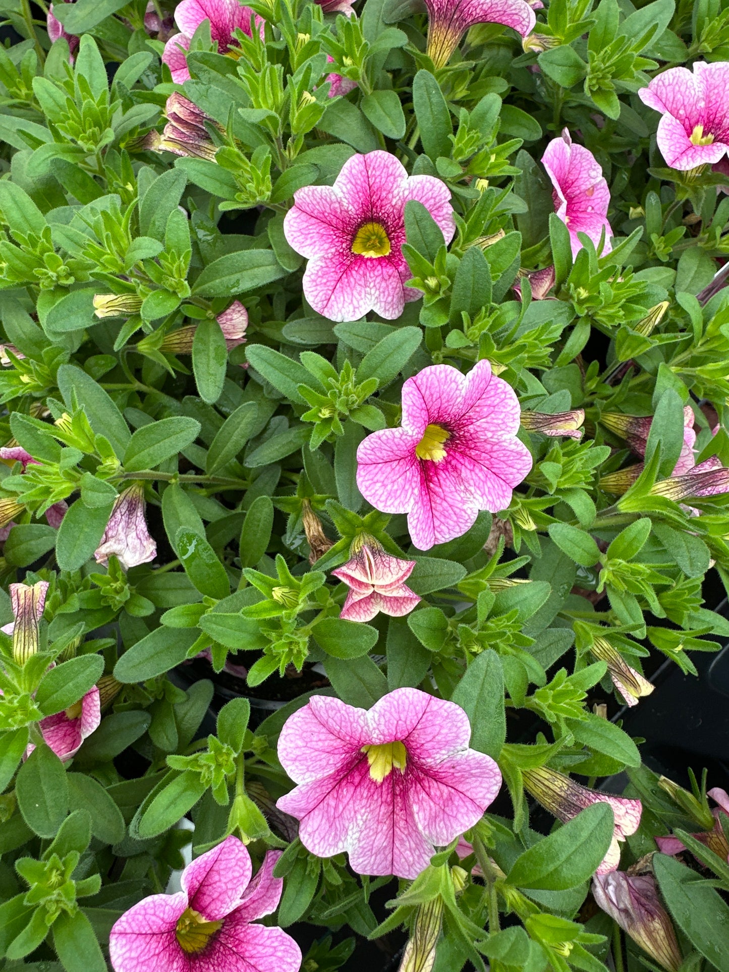 CALIBRACHOA CABARET STRAWBERRY PARFAIT - 4'' POT
