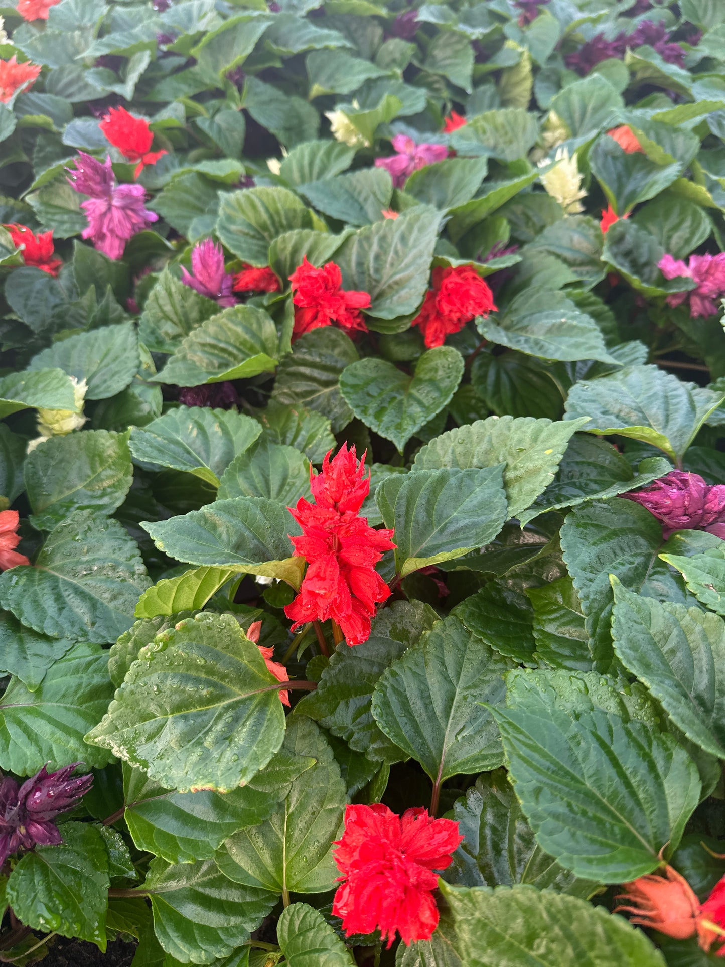SALVIA VISTA MIX - FLAT OF 48 PLANTS