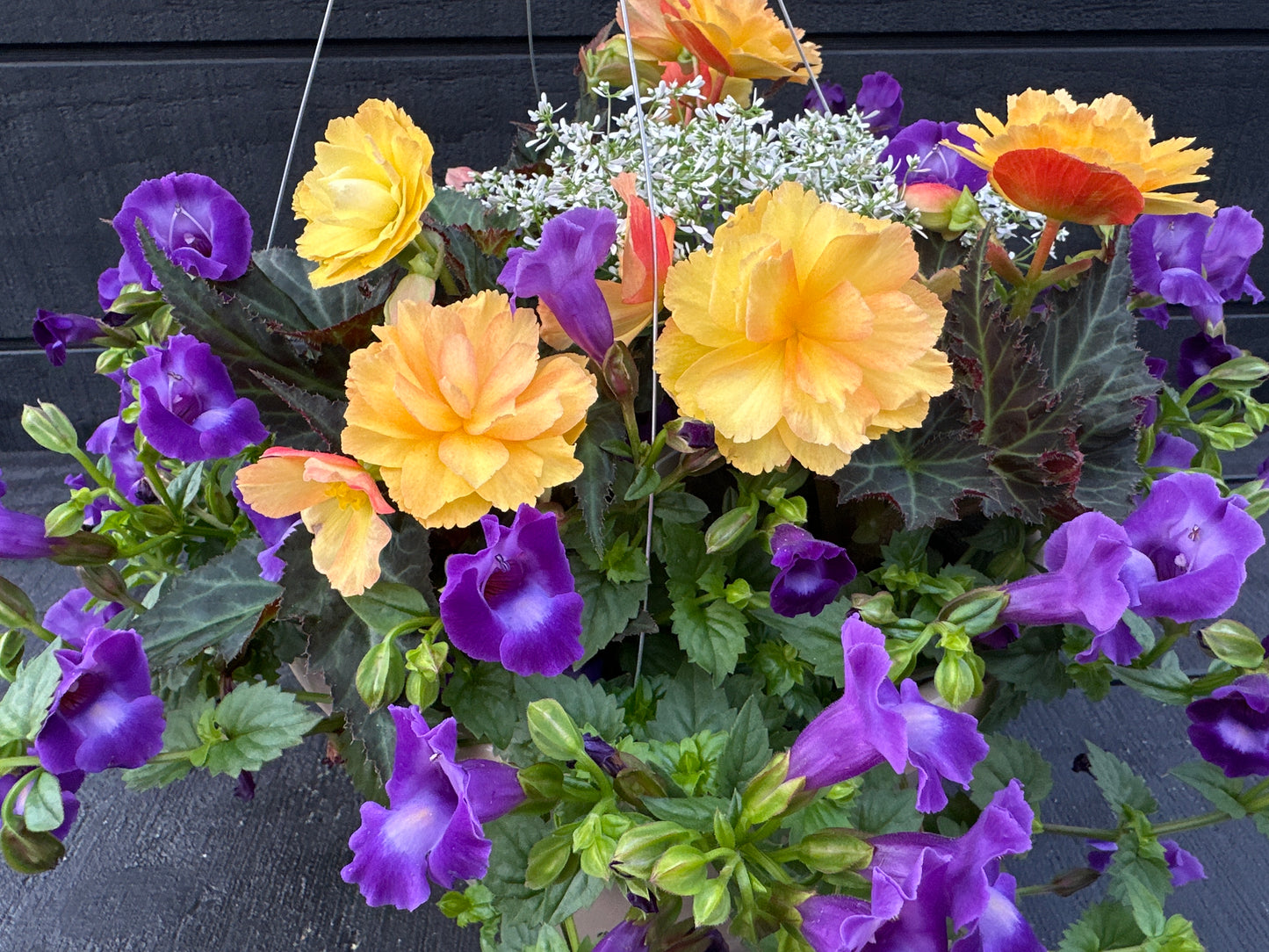 BASKET #6 - 12" HANGING BASKET