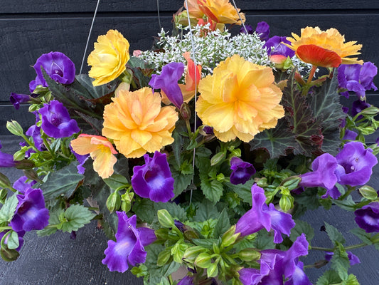 BASKET #6 - 12" HANGING BASKET