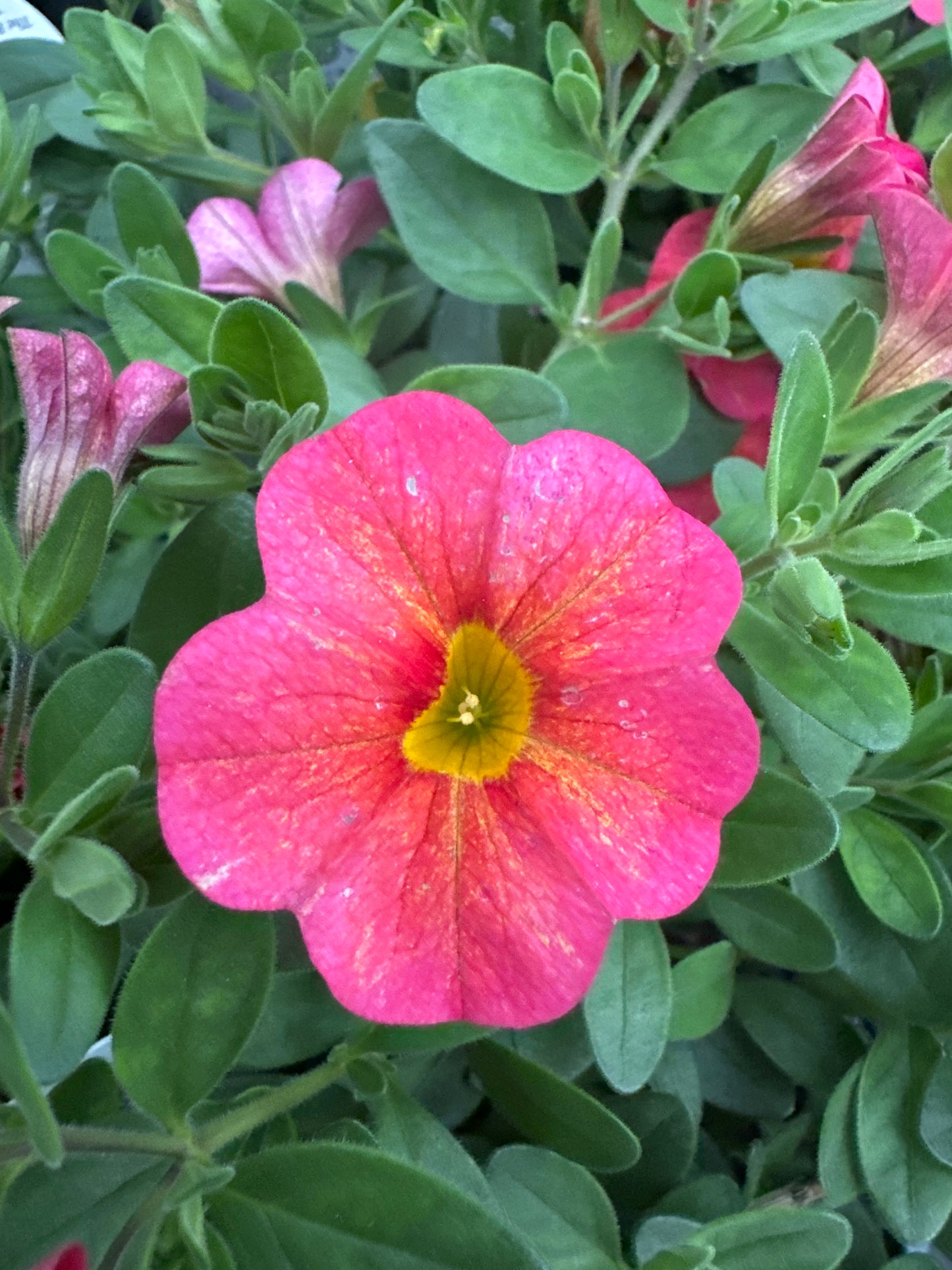 CALIBRACHOA SUPERBELLS TROPICAL SUNRISE - QUART POT