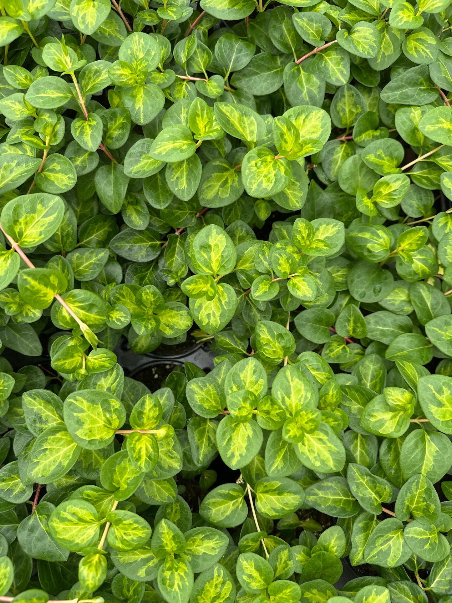 VINCA VINE MACULATA - JUMBO 6 PACK