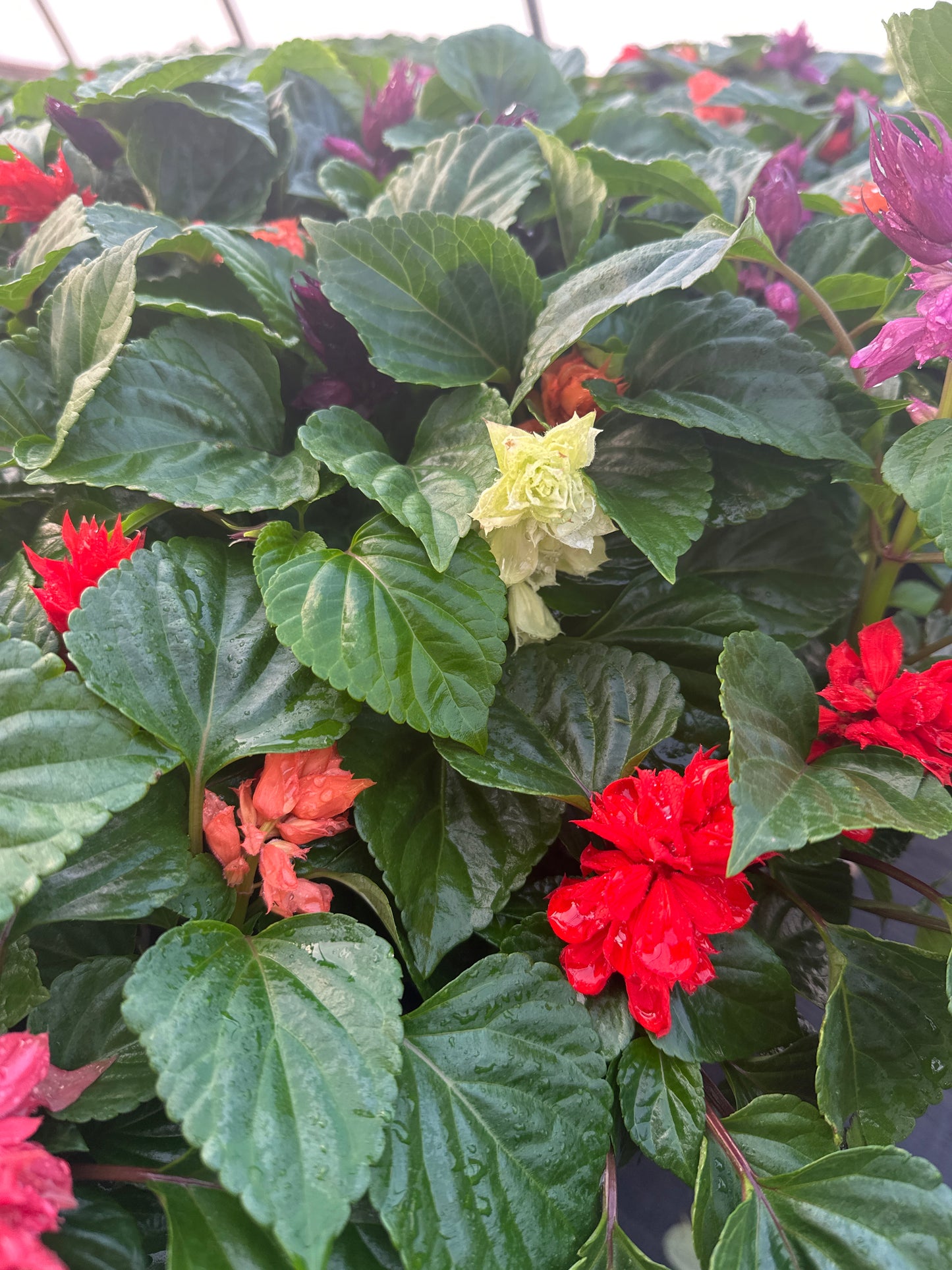 SALVIA VISTA MIX - FLAT OF 48 PLANTS