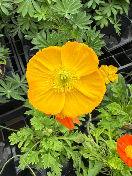 PAPAVER NUDICAULE CHAMPAGNE BUBBLES MIX - QUART POT