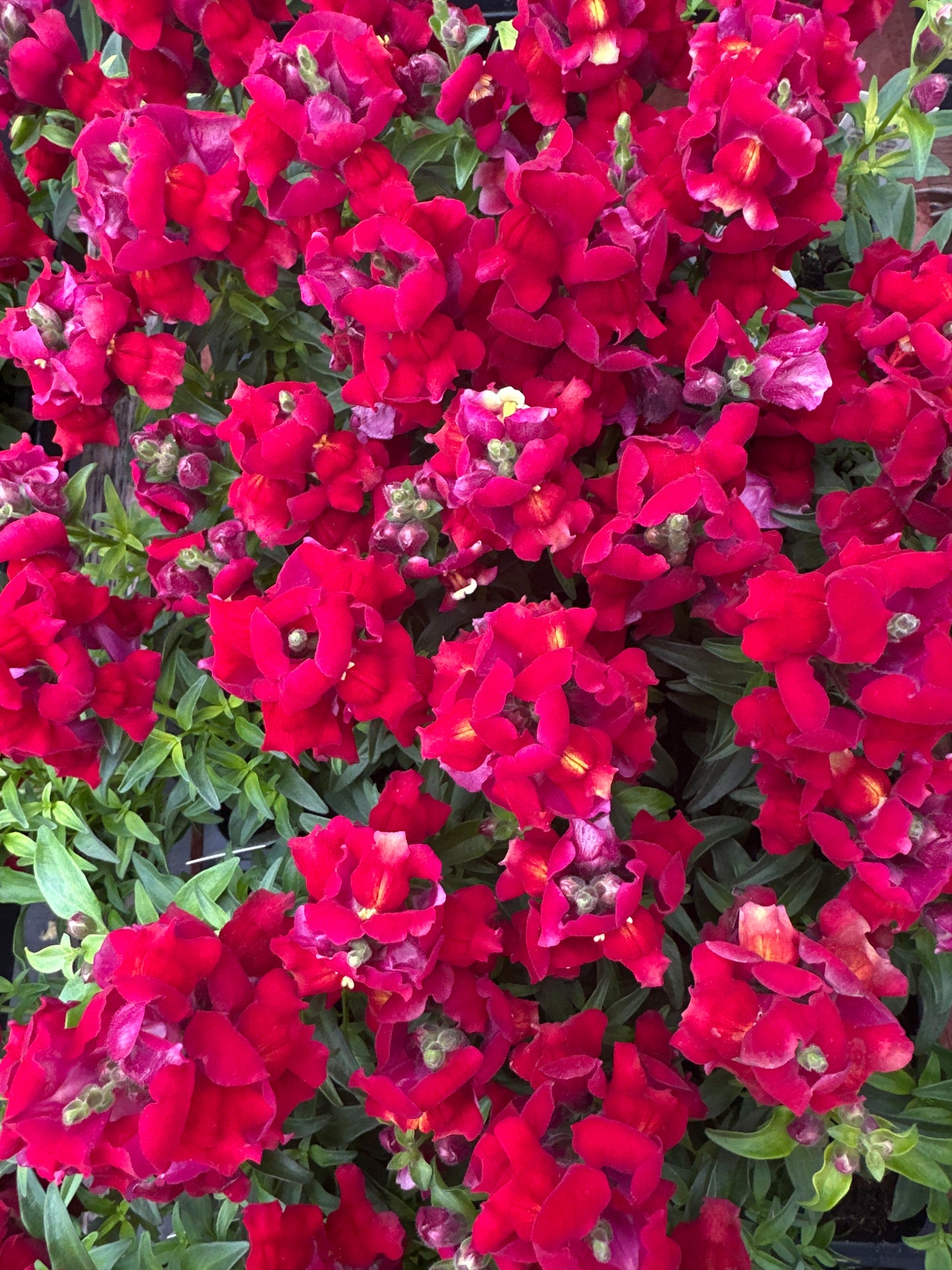SNAPDRAGON SNAPSHOT RED - FLAT OF 48 PLANTS