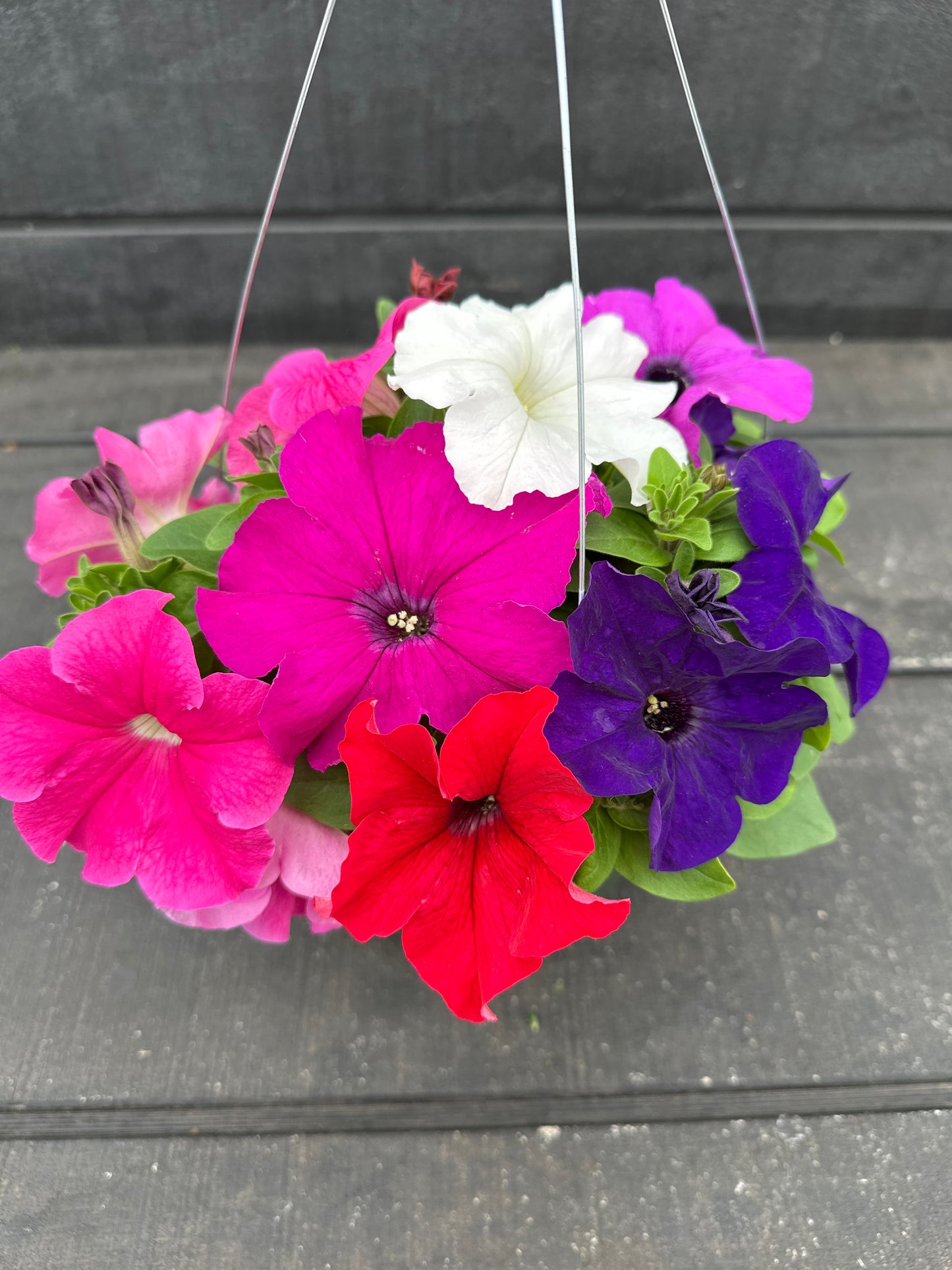 PETUNIA PRETTY GRAND MIX - 8'' HANGING BASKET
