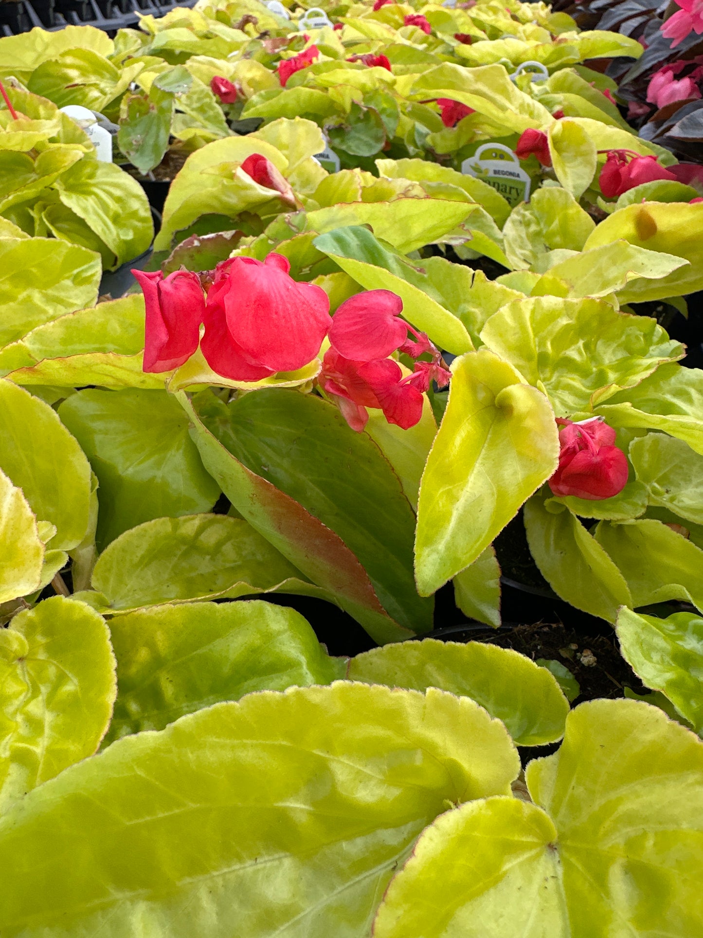 BEGONIA CANARY WINGS - 4" POT