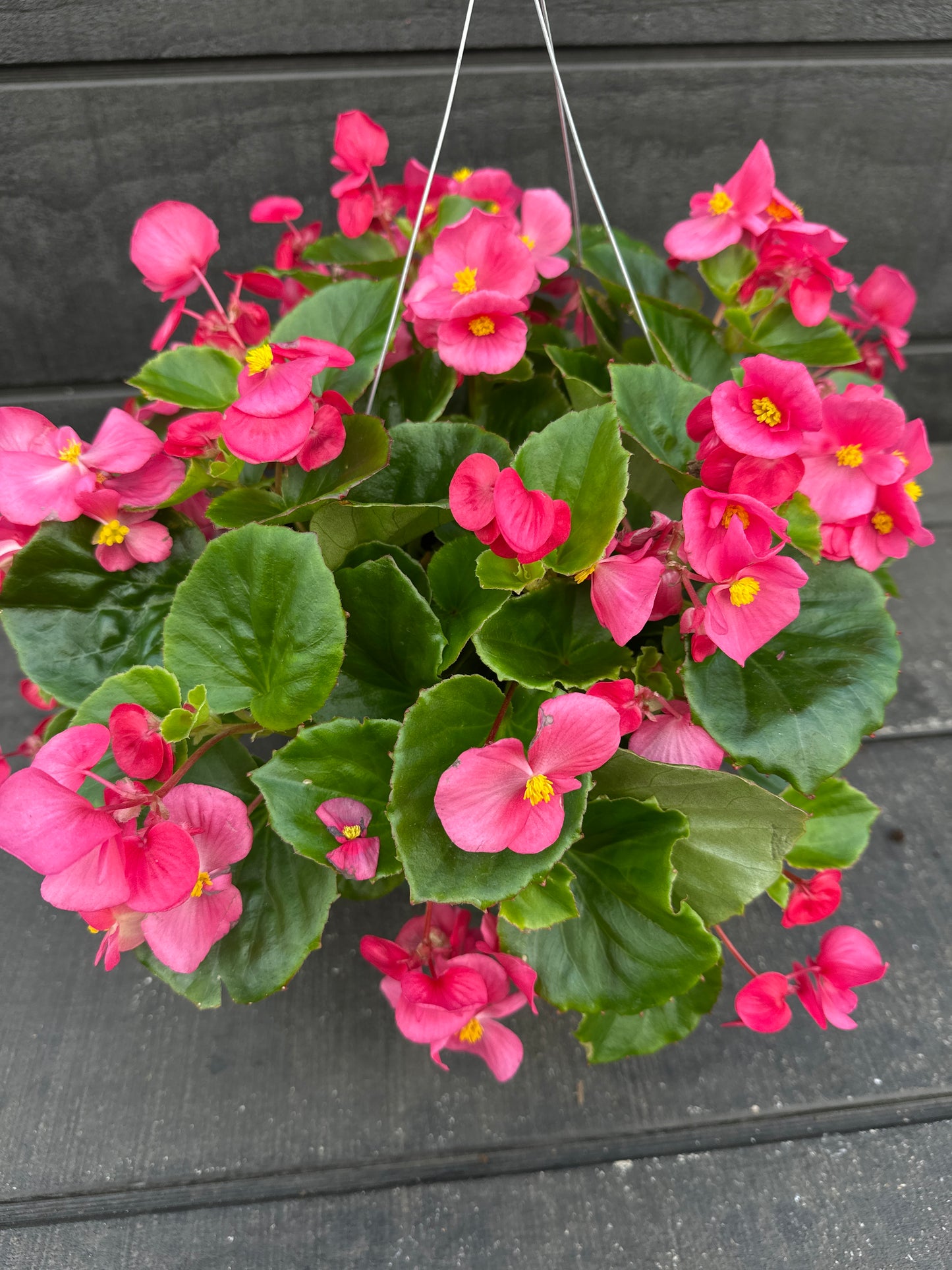 BEGONIA BADA BING ROSE - 8'' HANGING BASKET