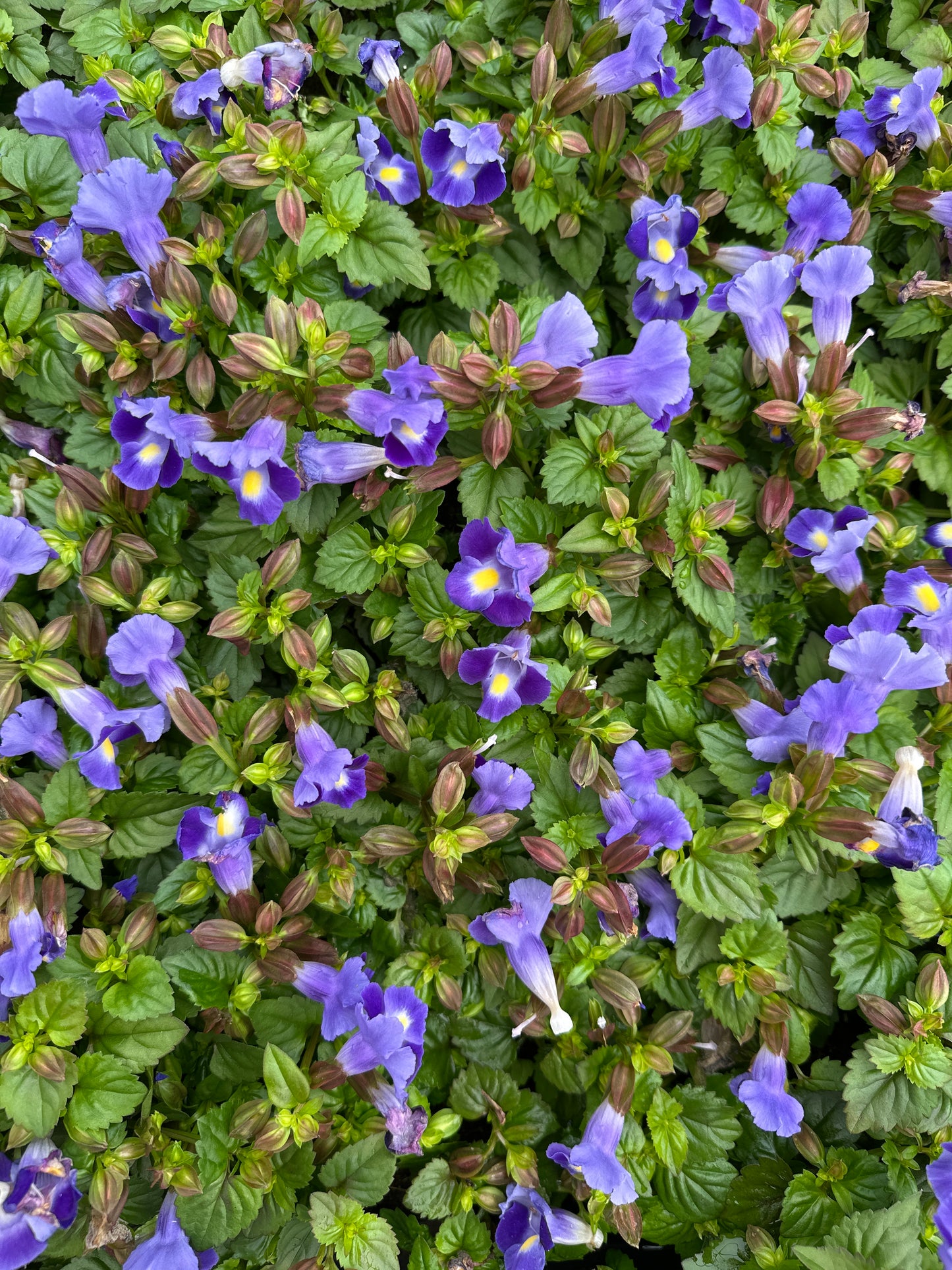 TORENIA MOON INDIGO - 4" POT