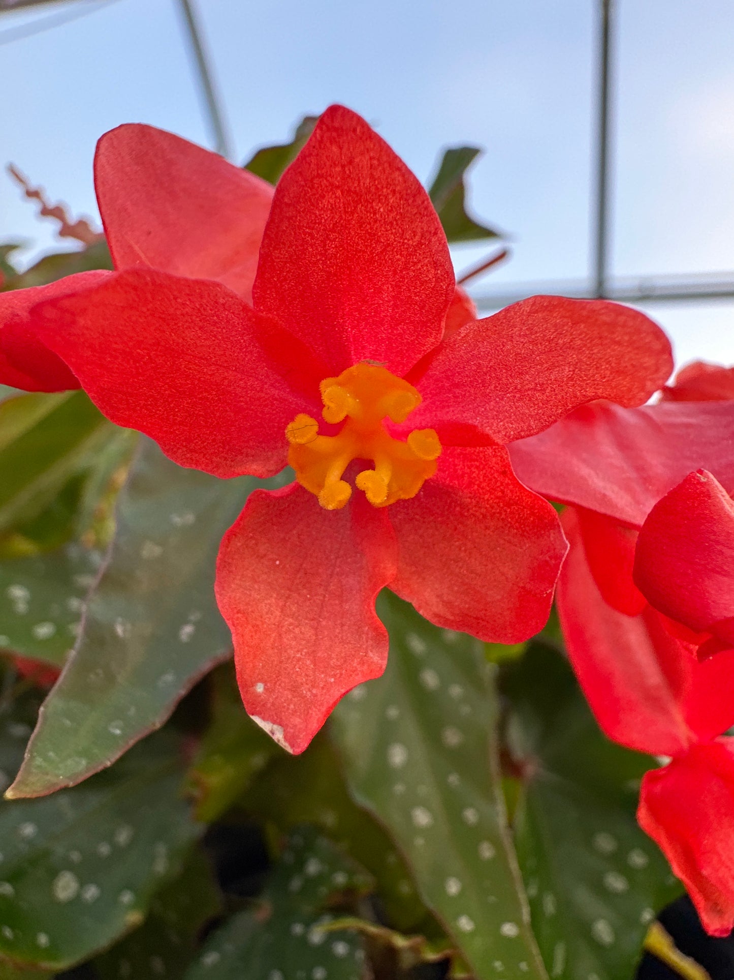 BEGONIA ANGEL WING LOIS BURKE - QUART POT