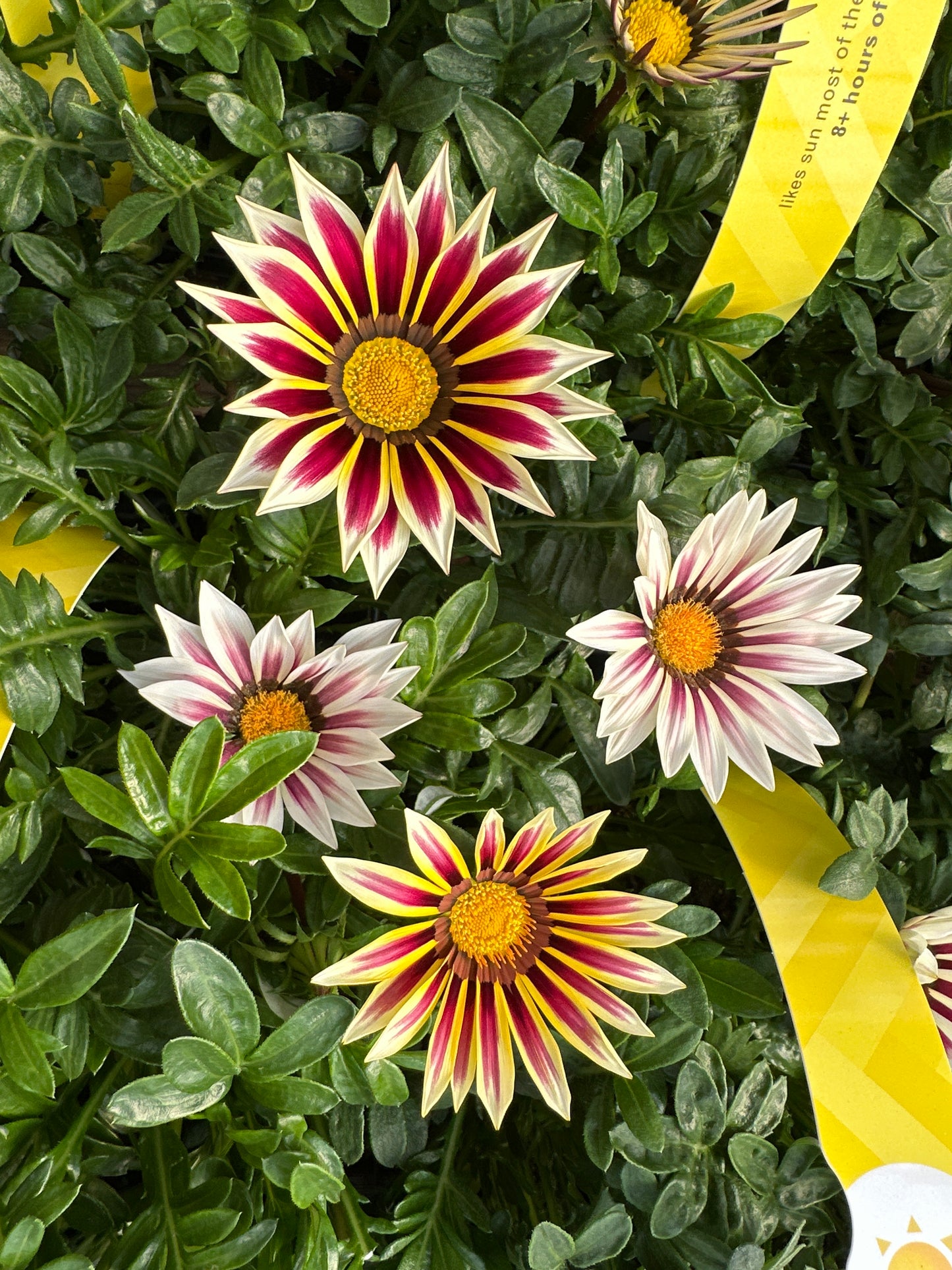GAZANIA NEW DAY ROSE STRIPE - JUMBO 6 PACK