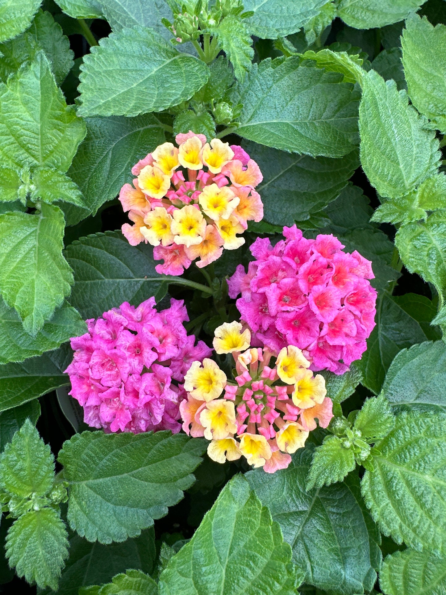LANTANA BANDELERO LYCHEE - 4" POT