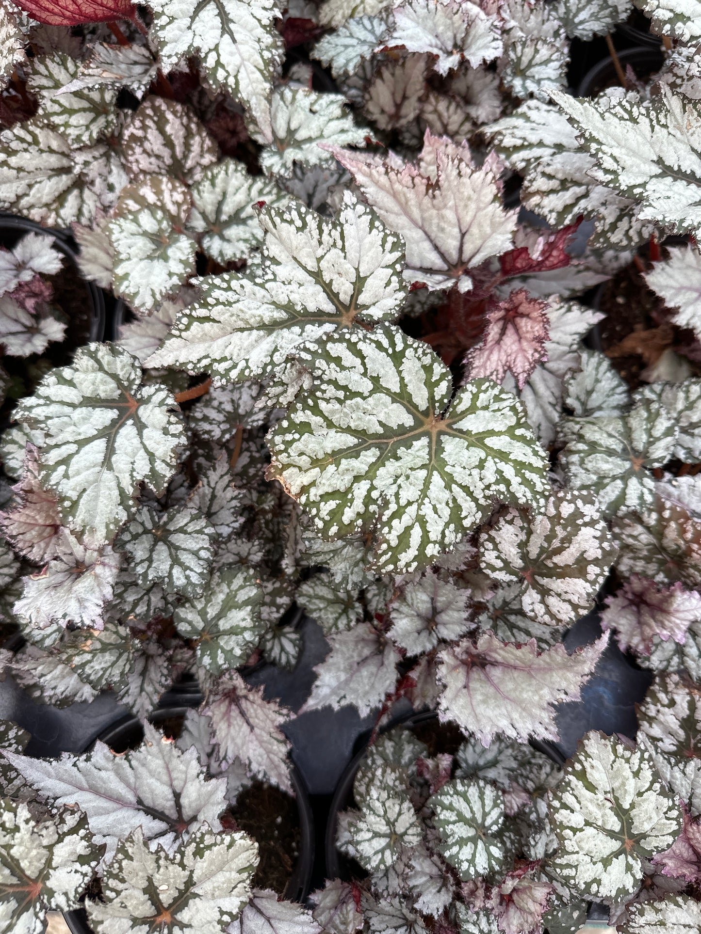 BEGONIA REX BEWITCHED WHITE - QUART POT