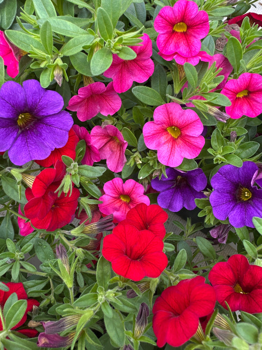 COMBO CHERRY PLUM TART - 6" POT