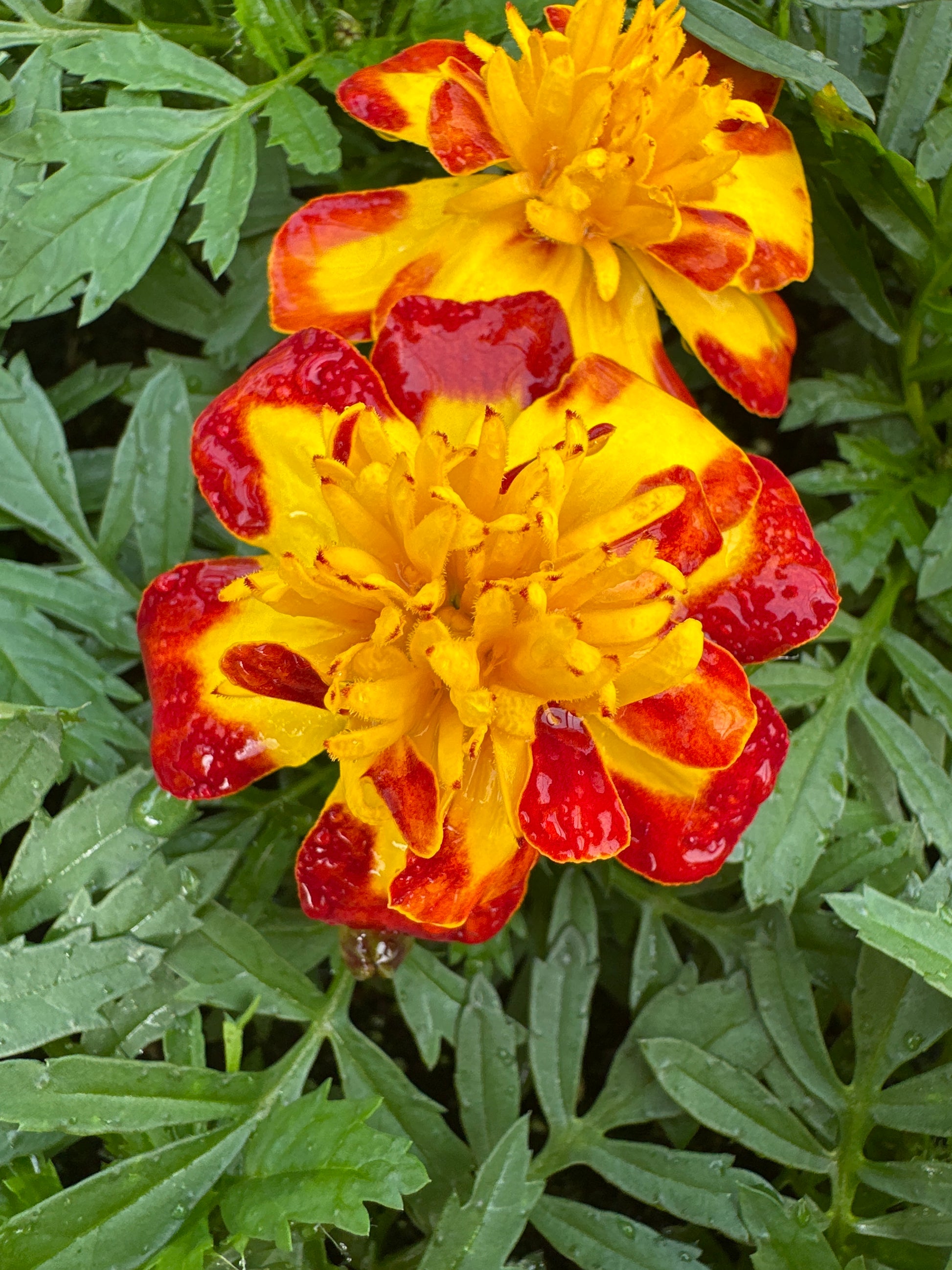 jumbo marigold seeds MARIGOLD FRENCH FLAMENCO