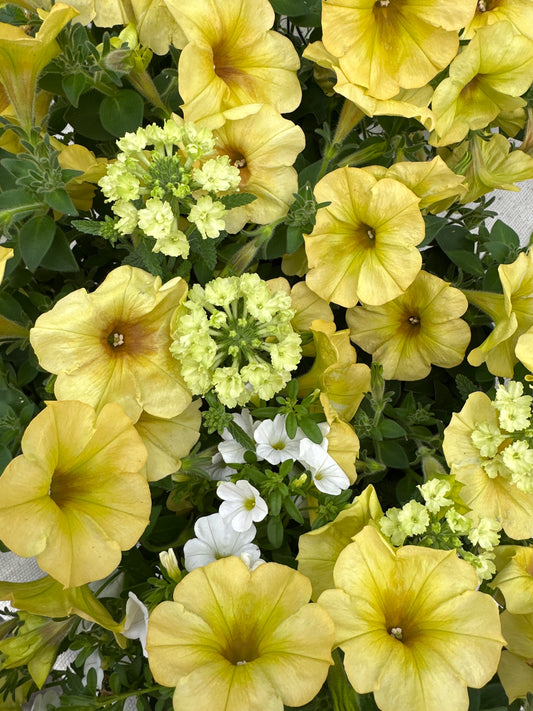 COMBO LEMON CHIFFON MIX - 6" POT