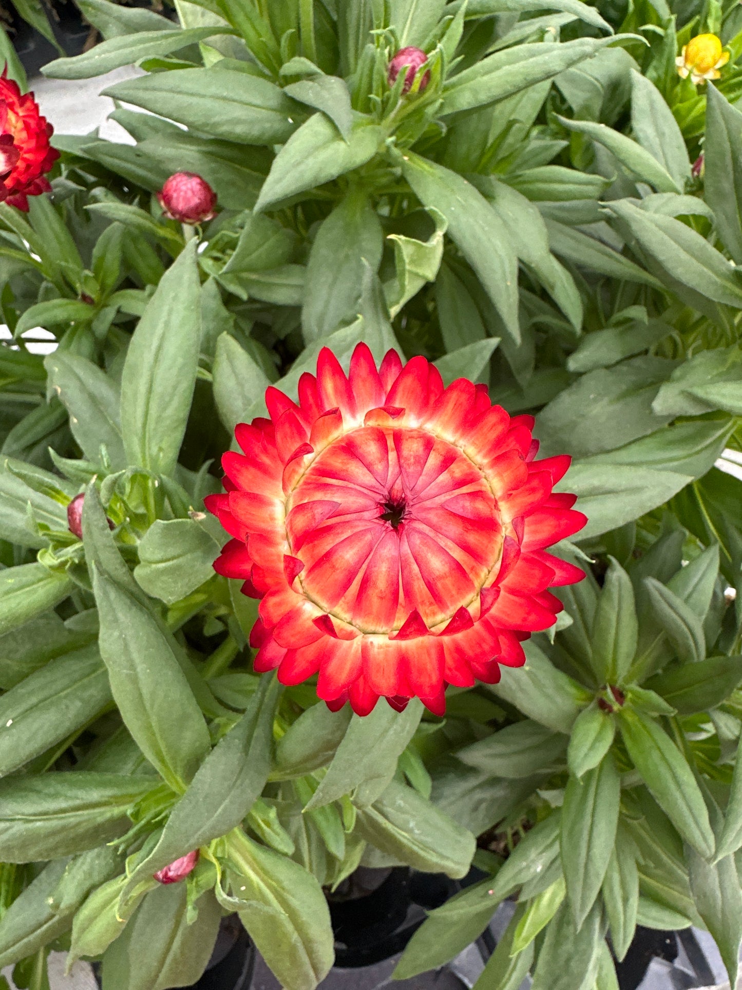 STRAWFLOWER GRANVIA CRIMSON SUN - 4" POT