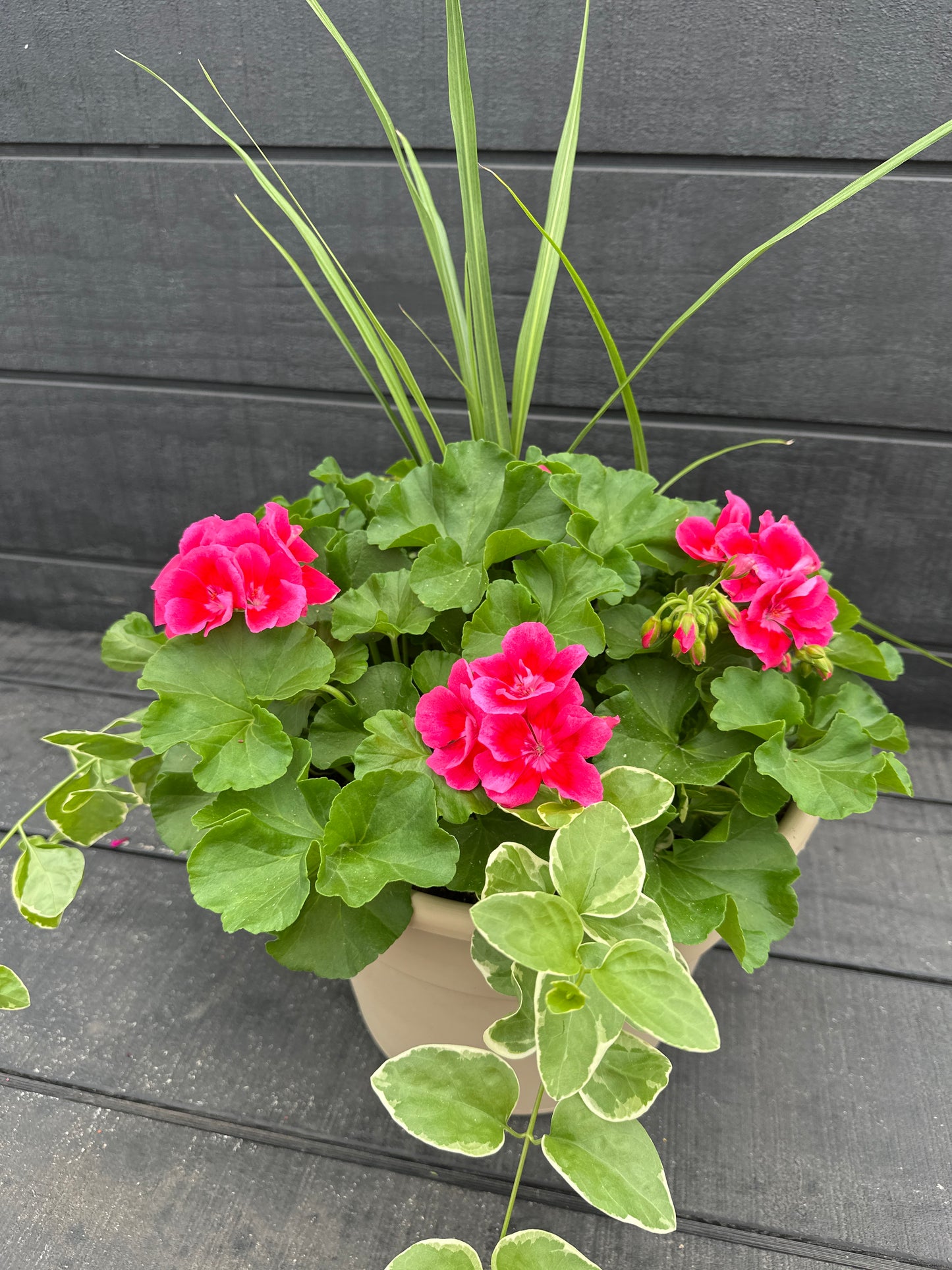 COMBO #19 - 12'' POT