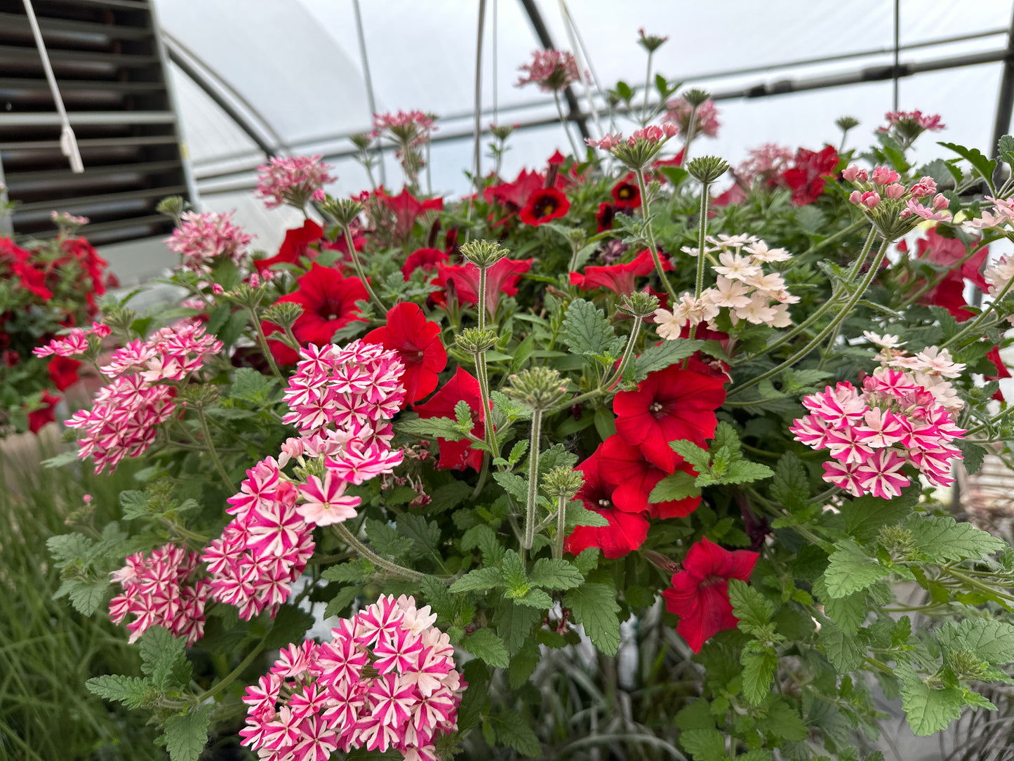 BASKET #55 - 10'' HANGING BASKET