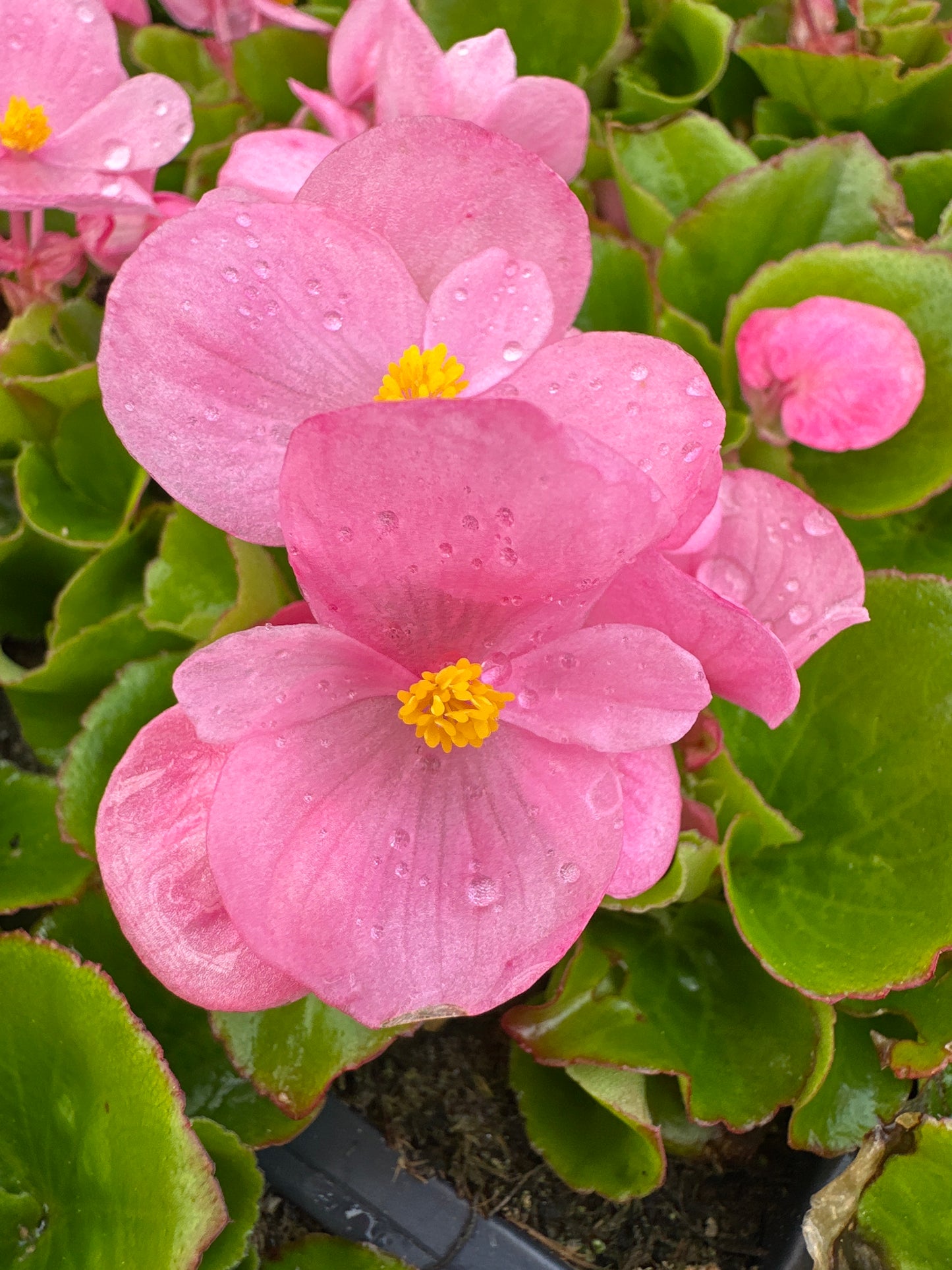 BEGONIA BADA BING PINK - FLAT OF 48 PLANTS