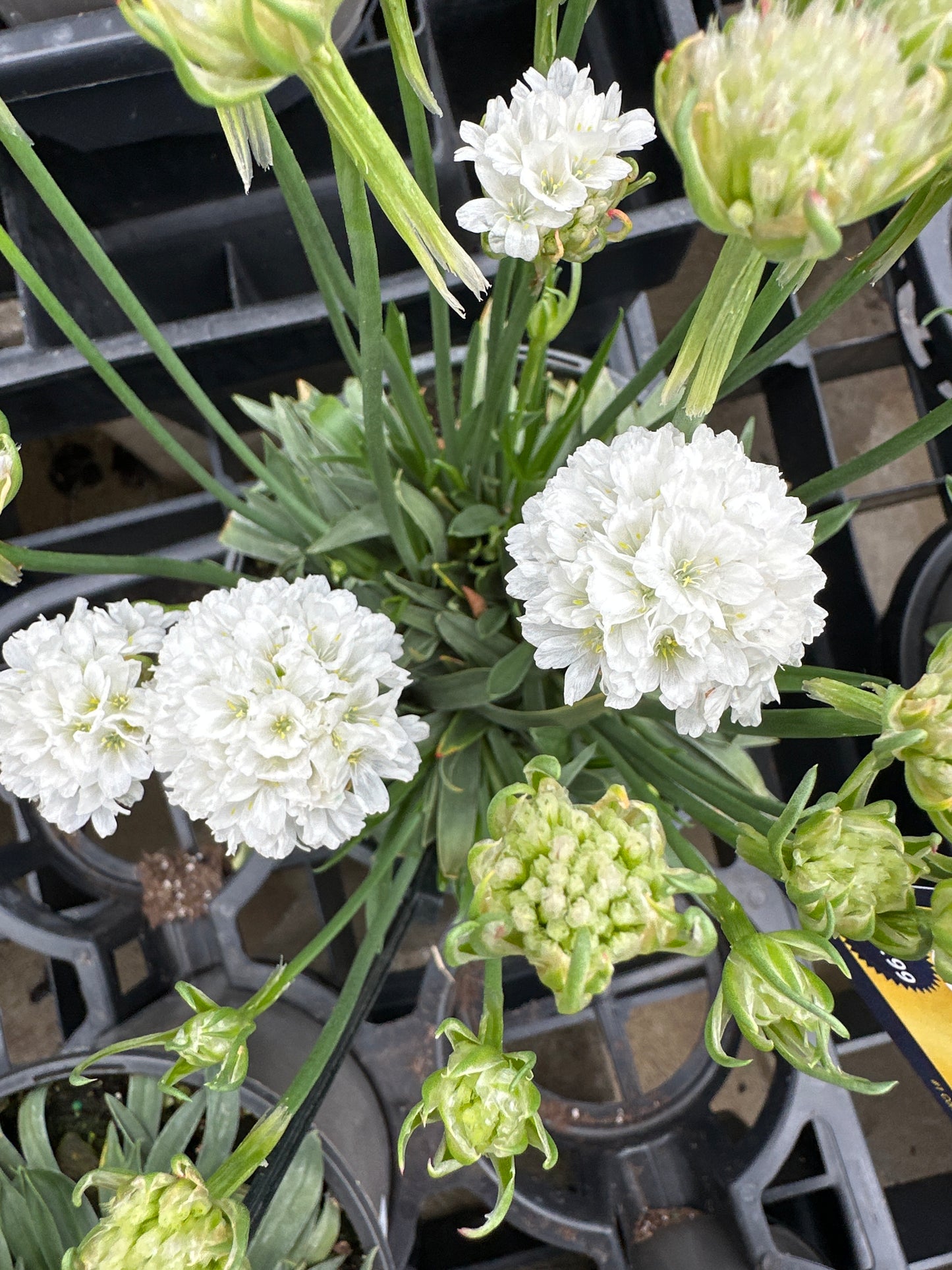Armeria Dreameria®  'Dream Clouds'