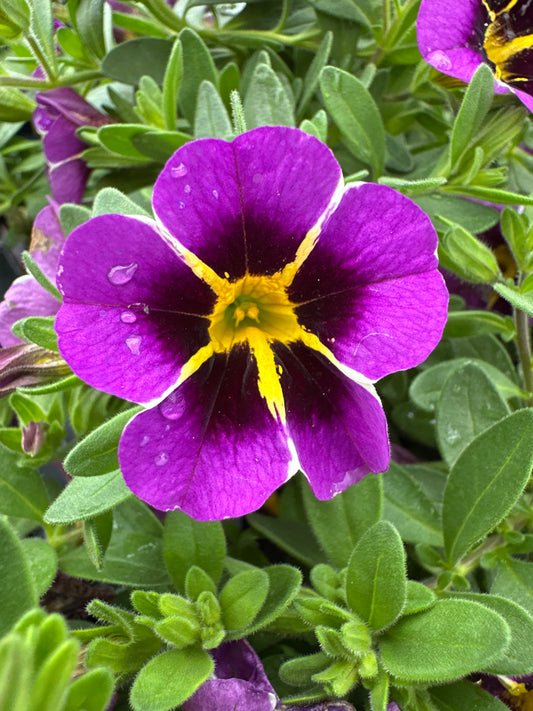 CALIBRACHOA TIKTOK BLUE - 4" POT