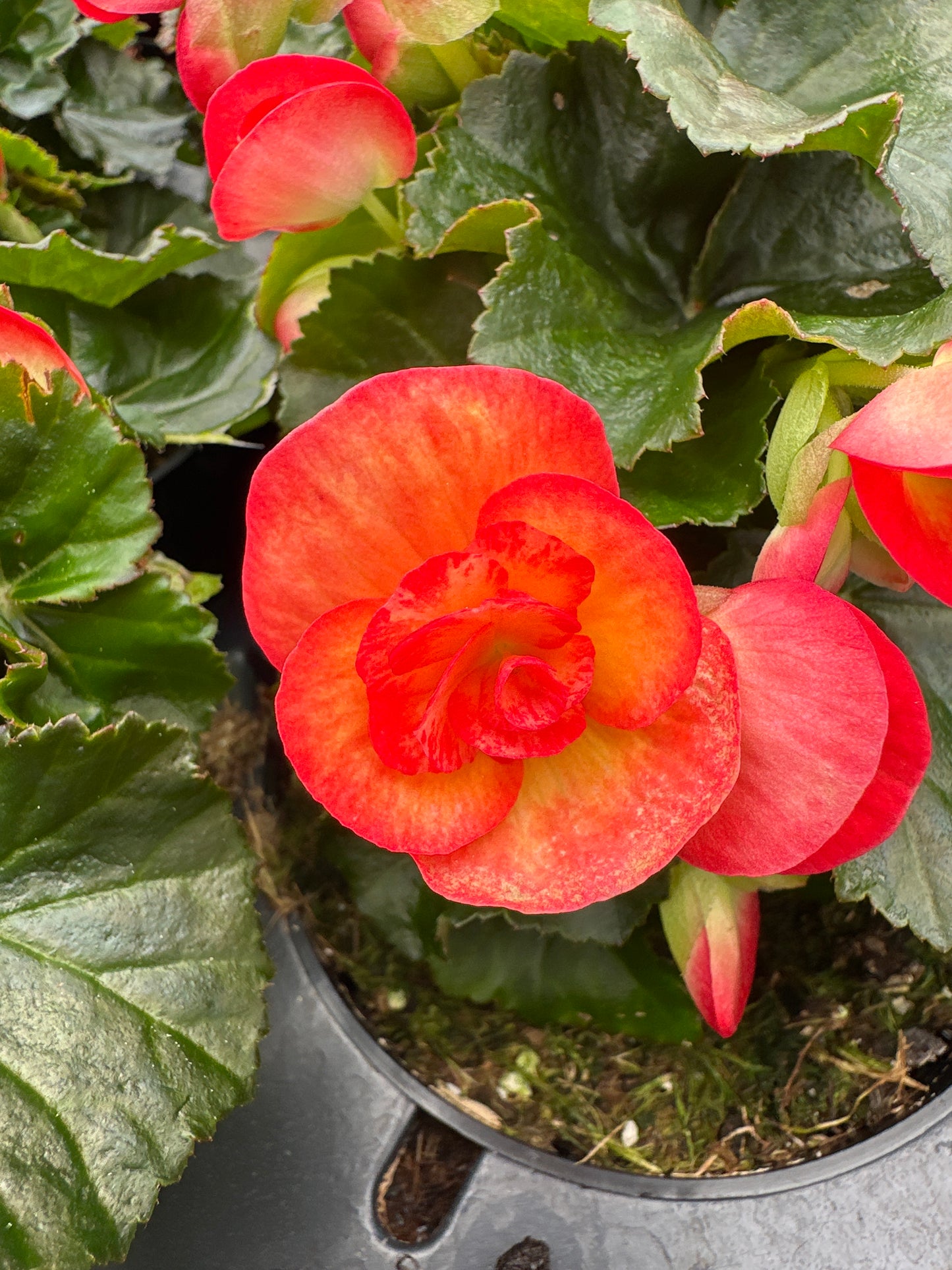 BEGONIA REIGER CARNEVAL - 4'' POT
