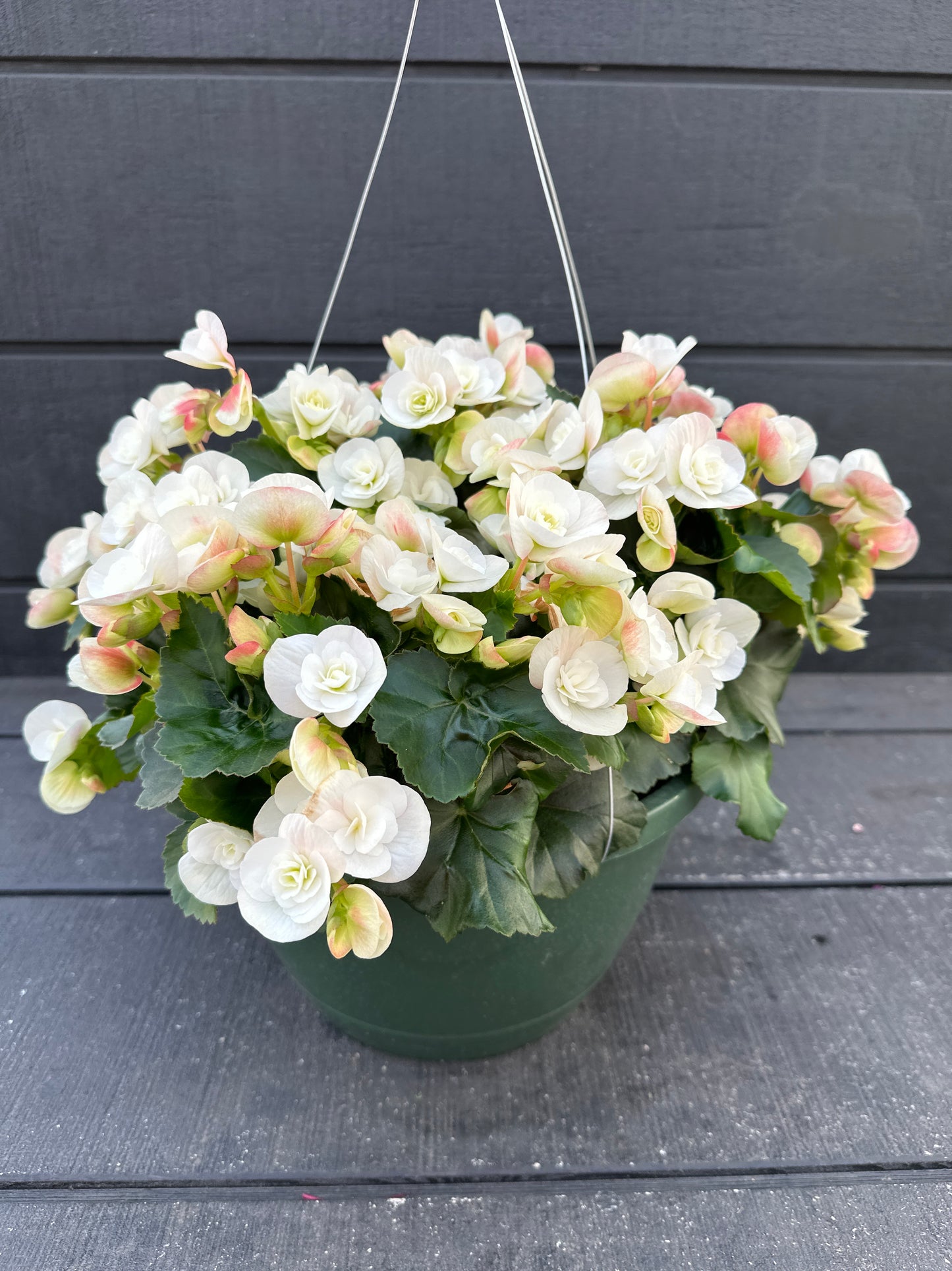 BEGONIA REIGER CLARA - 10'' HANGING BASKET