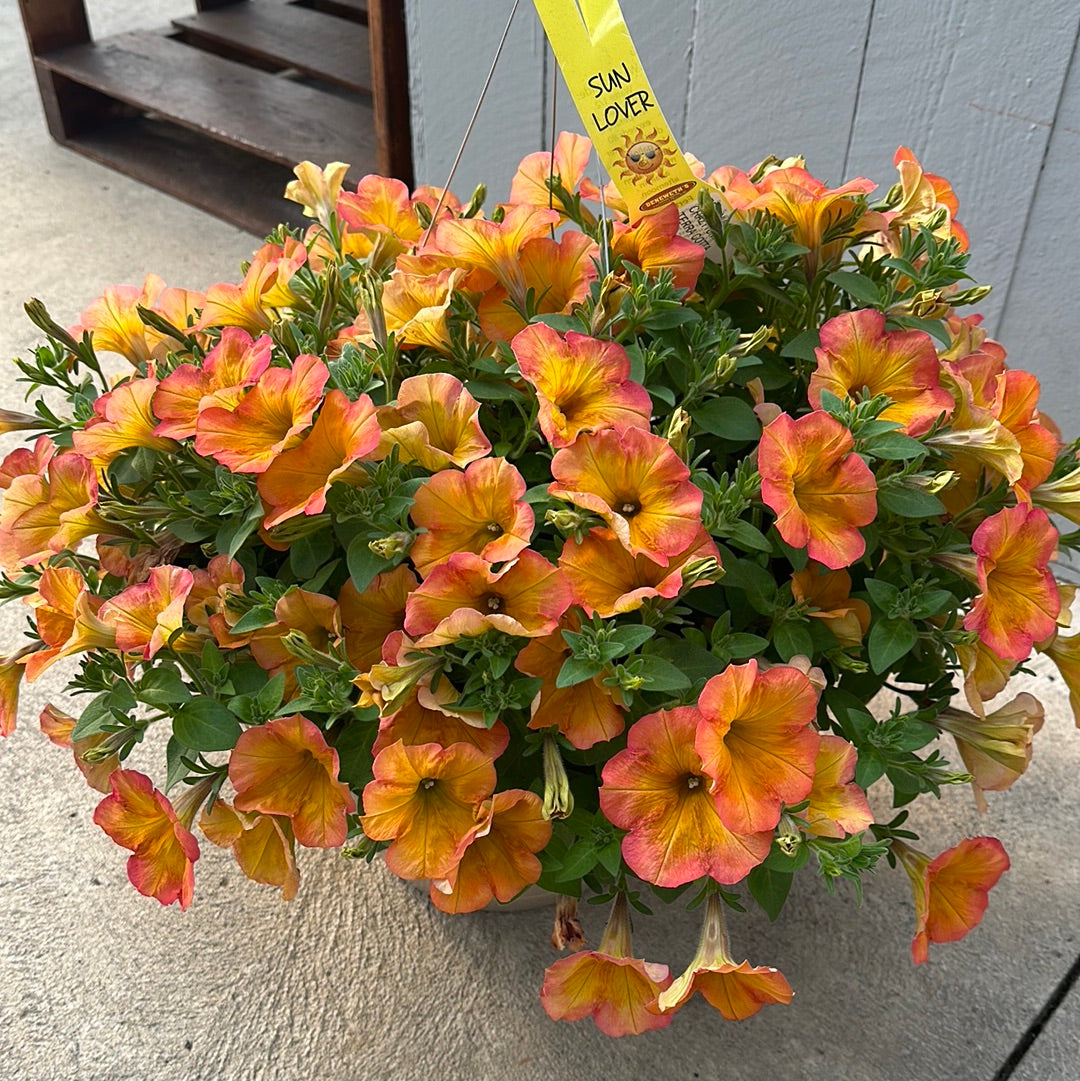 PETUNIA CRAZYTUNIA TERRA COTTA - 10'' HANGING BASKET