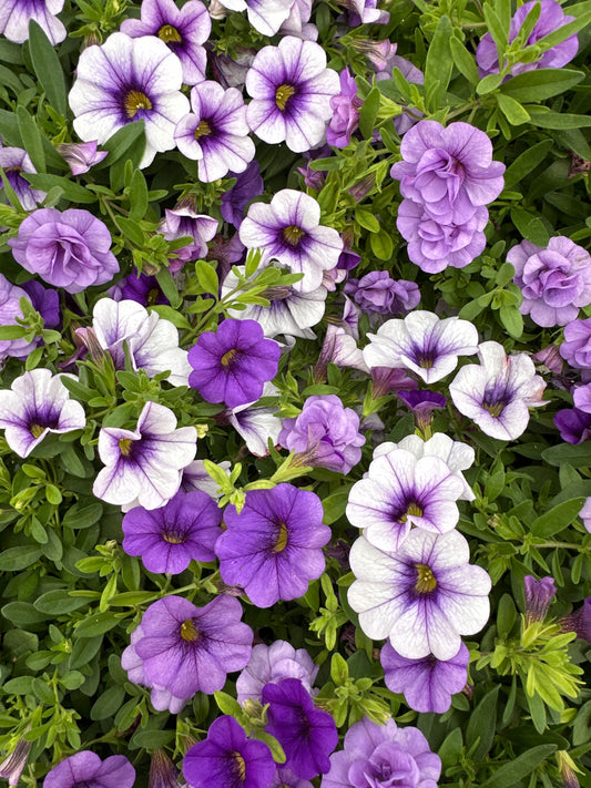 COMBO BREAK THE ICE - 6" POT