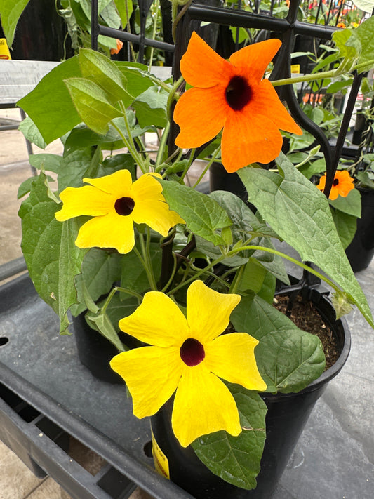 THUNBERGIA SUNNY SUSY ORANGE & YELLOW - 1 GALLON WITH TRELLIS
