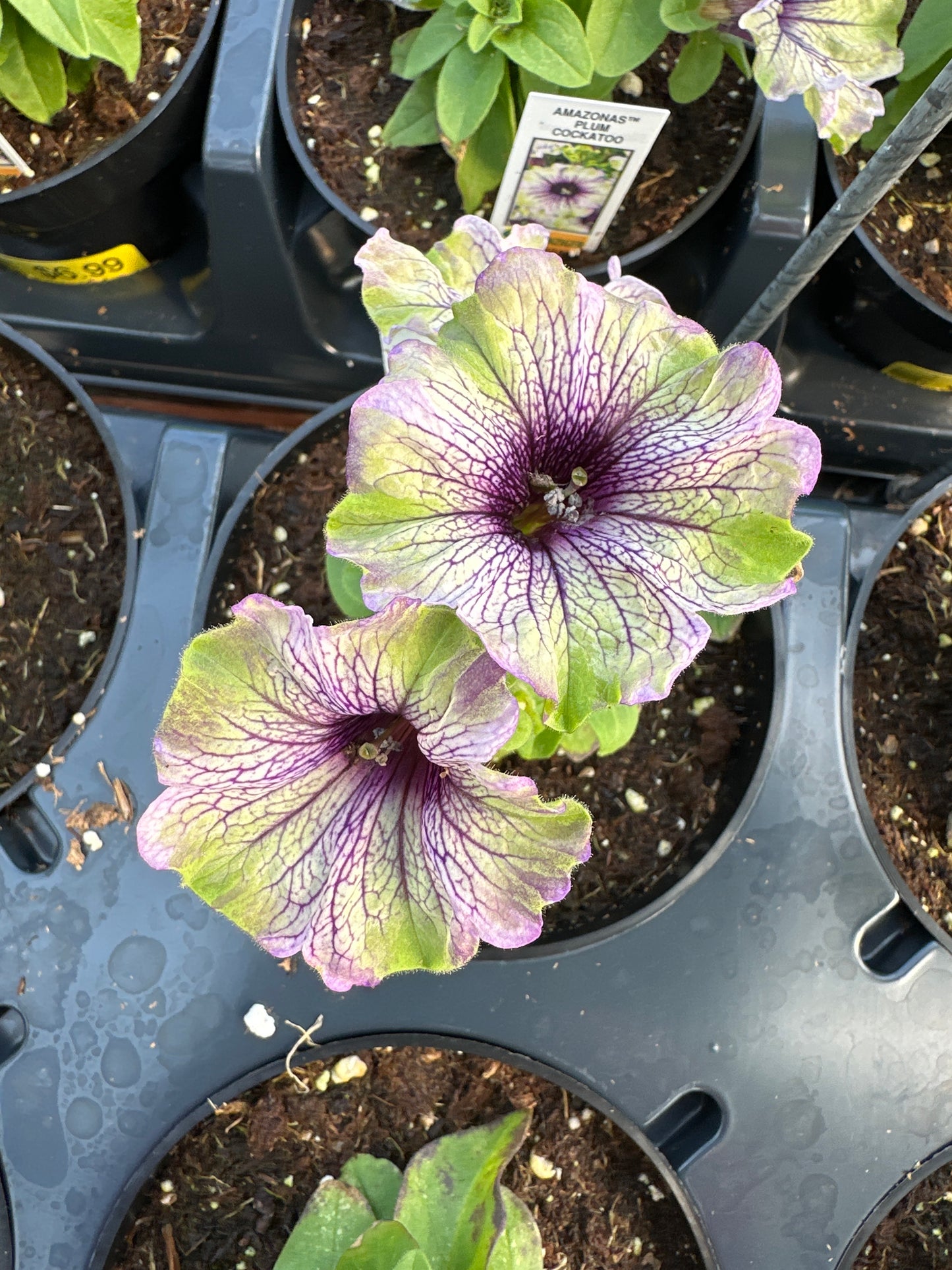 PETUNIA AMAZONAS PLUM COCKATOO - 4'' POT
