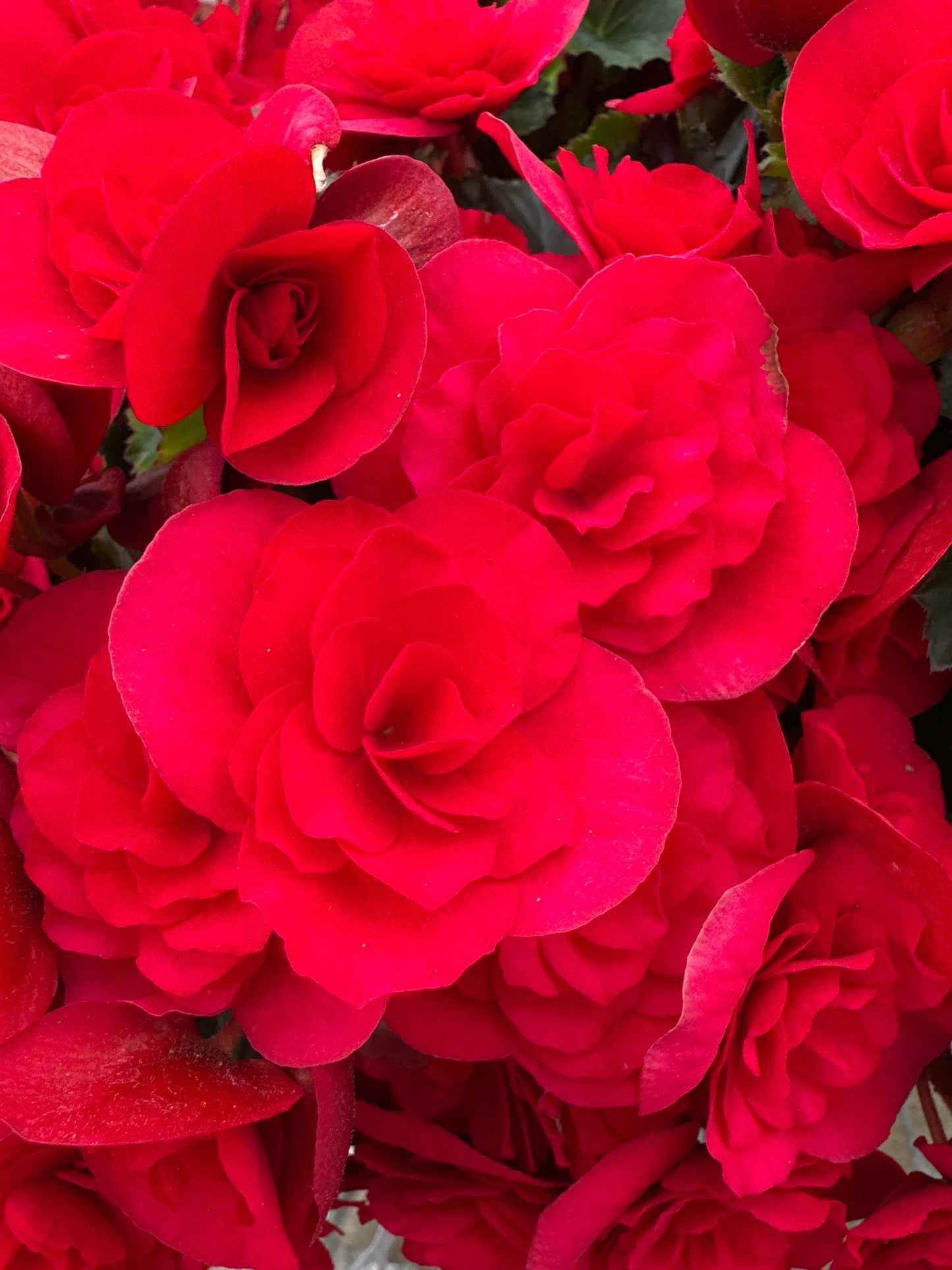 BEGONIA REIGER BARKOS - 10'' HANGING BASKET