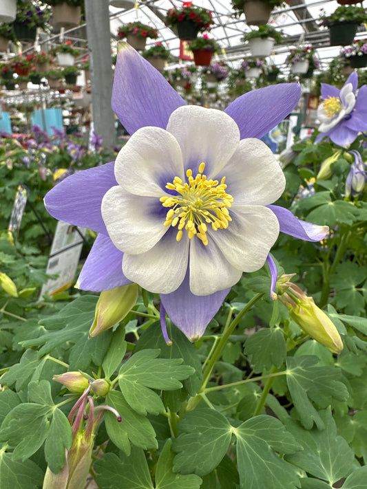 AQUILEGIA EARLY BIRD BLUE WHITE - QUART POT