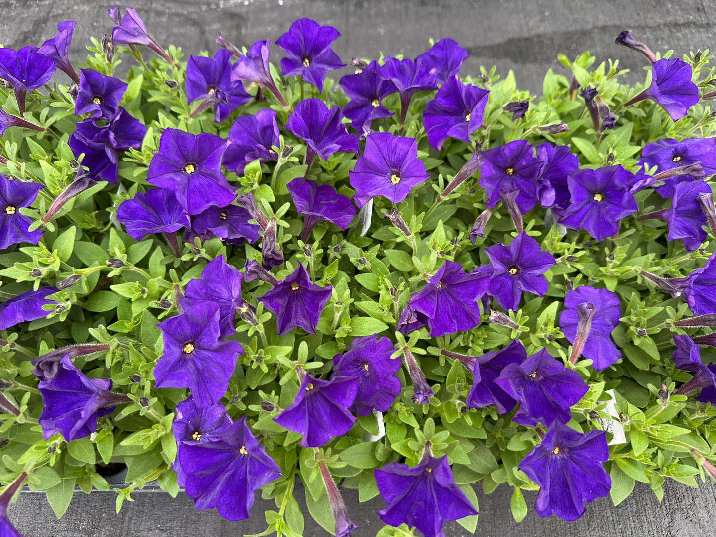 PETUNIA PICOBELLA BLUE - FLAT OF 48 PLANTS