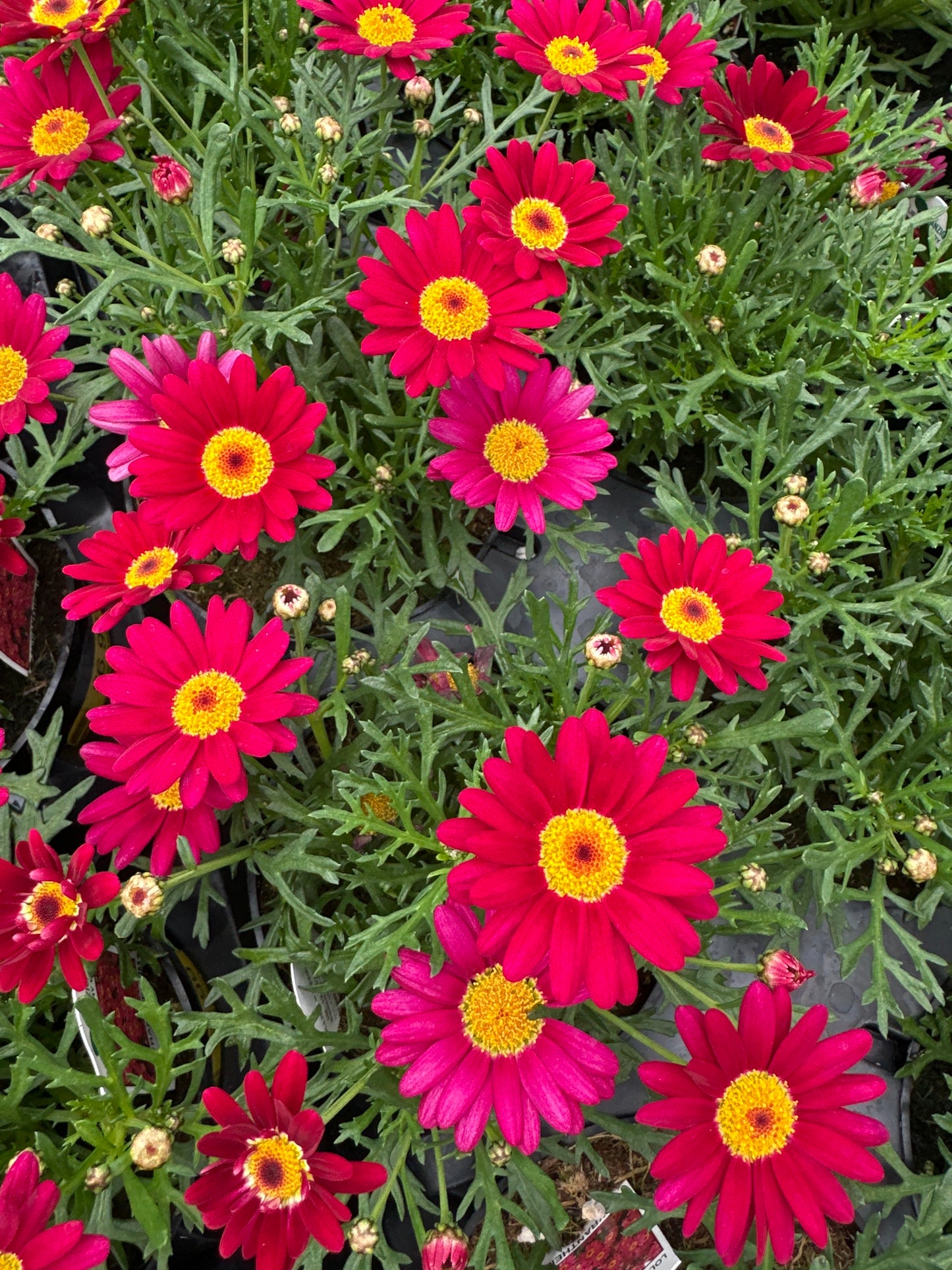 DAISY LOLLIES BERRY GUMMY - 4" POT