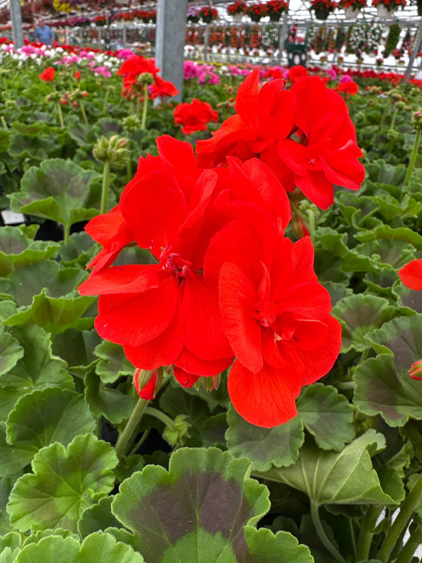 GERANIUM DYNAMO ORANGE - 4" POT