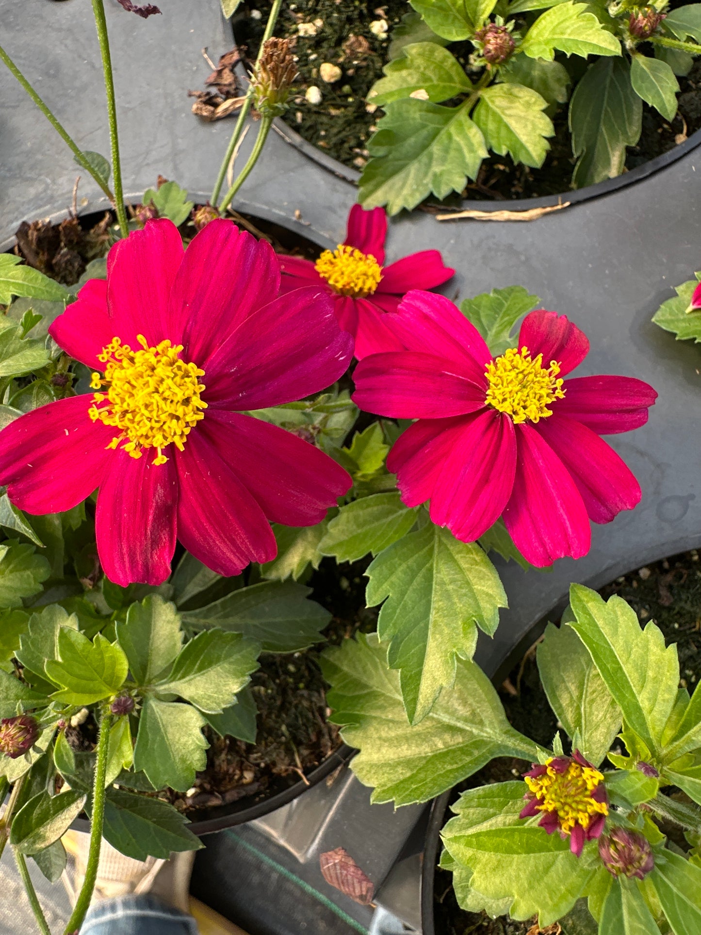 BIDENS BEE PINK BUZZ - 4'' POT